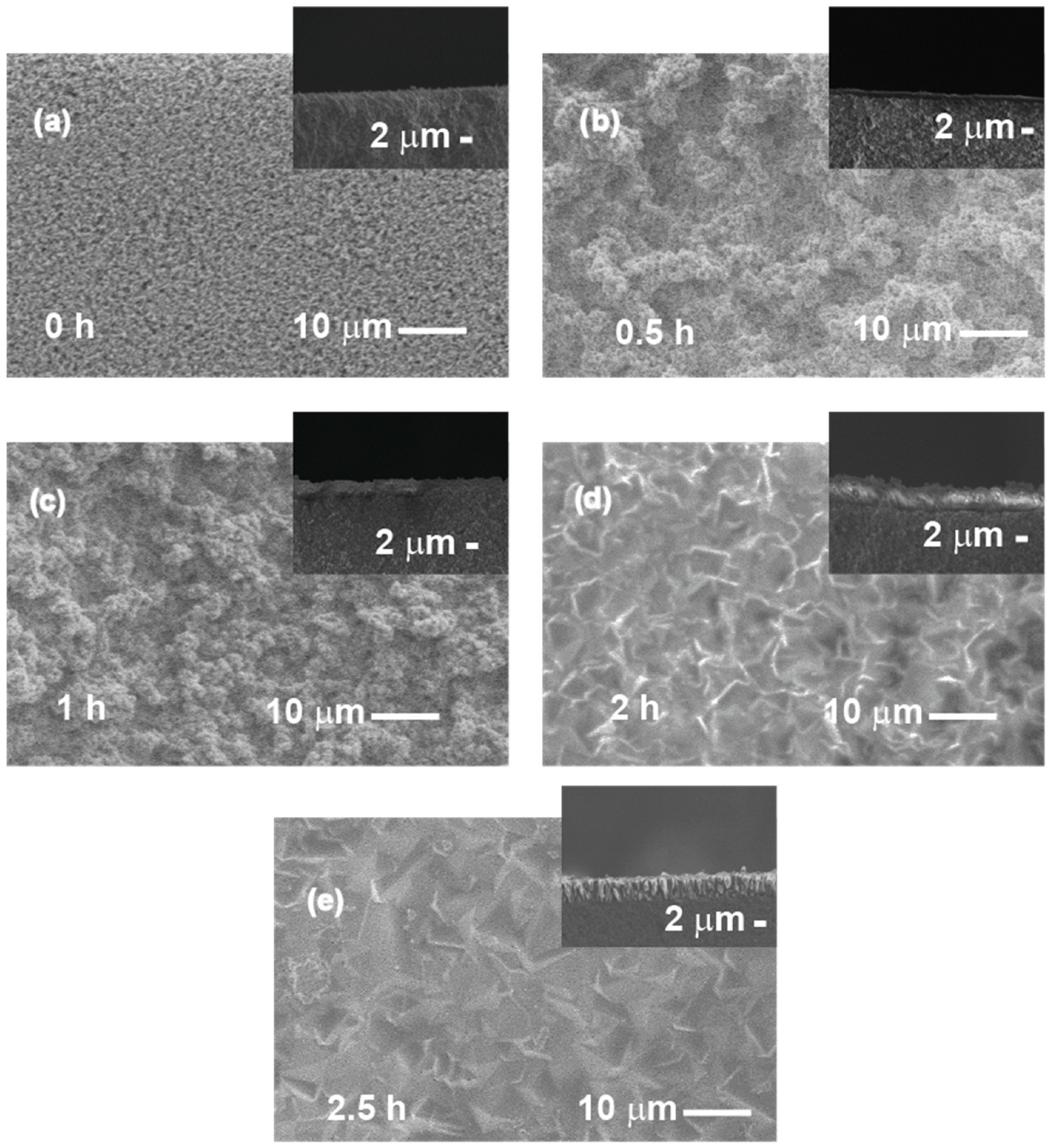Molecules 31 02348 g006 Molecules 31 02348 g006