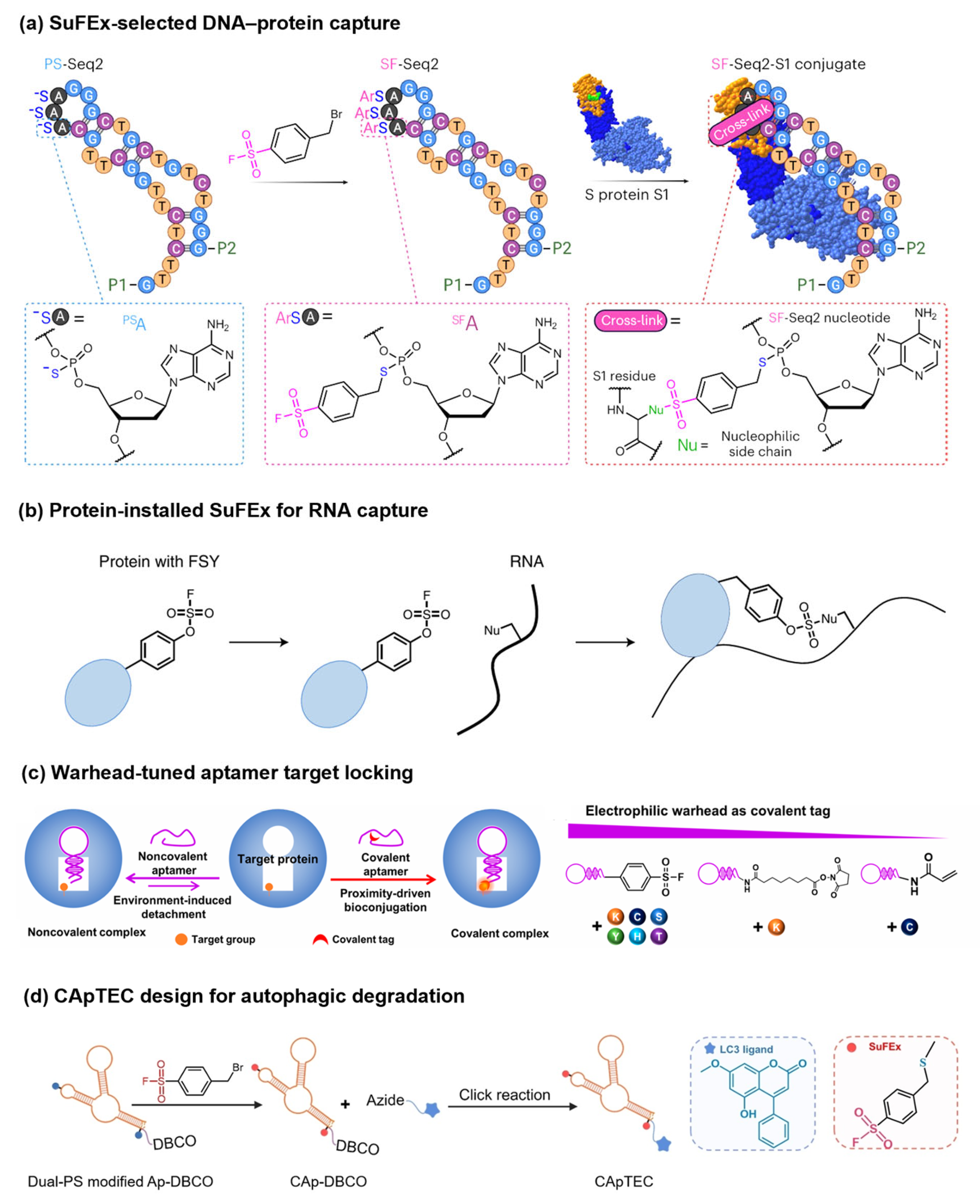 Sulfur(VI) Fluoride Exchange Chemistry in Polymer