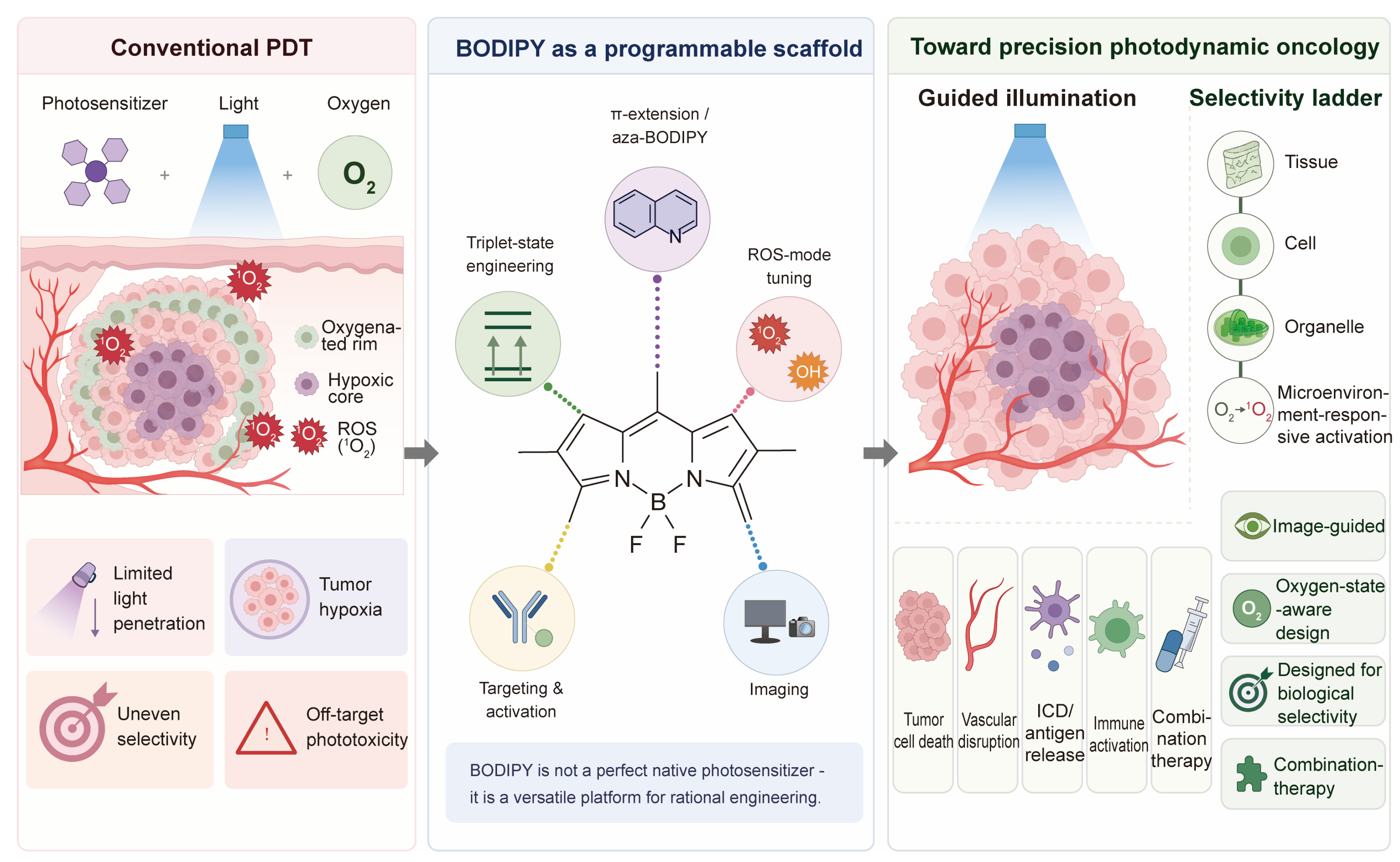 Reprogramming Photodynamic Therapy with BODIPY Photosensitizers