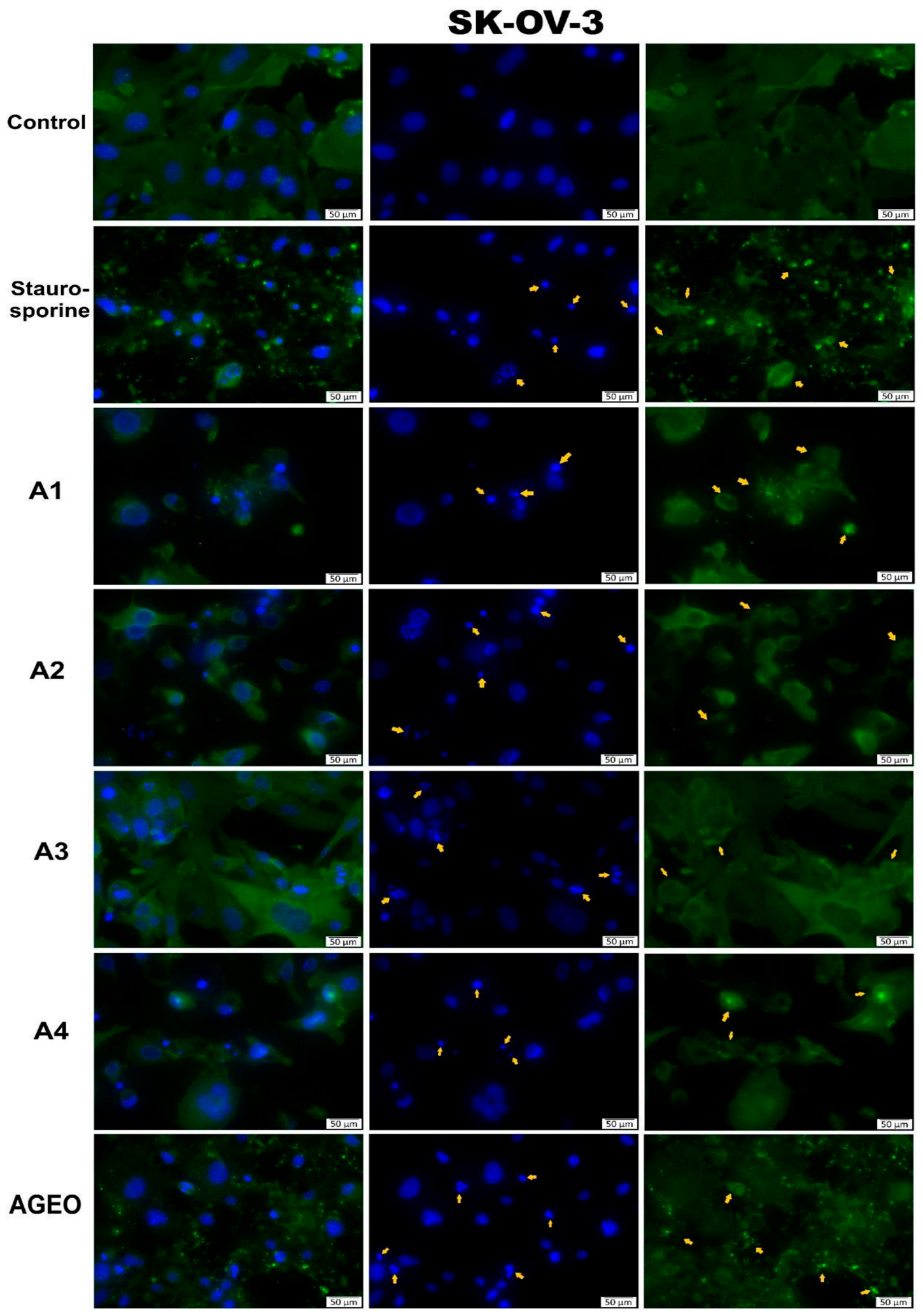 Molecules 31 03337 g004 Molecules 31 03337 g004