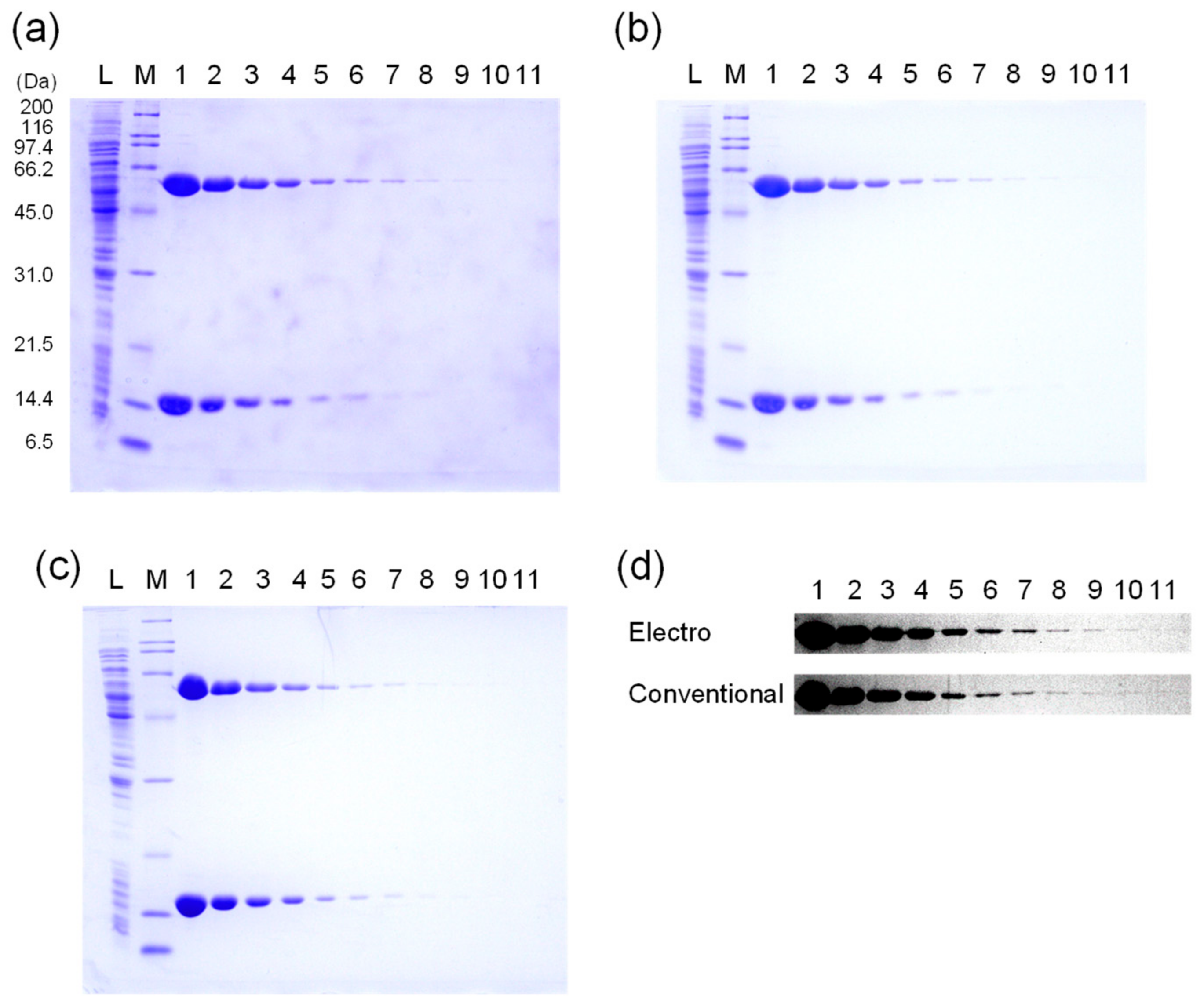 Mps Free Full Text Rapid Electrophoretic Staining And