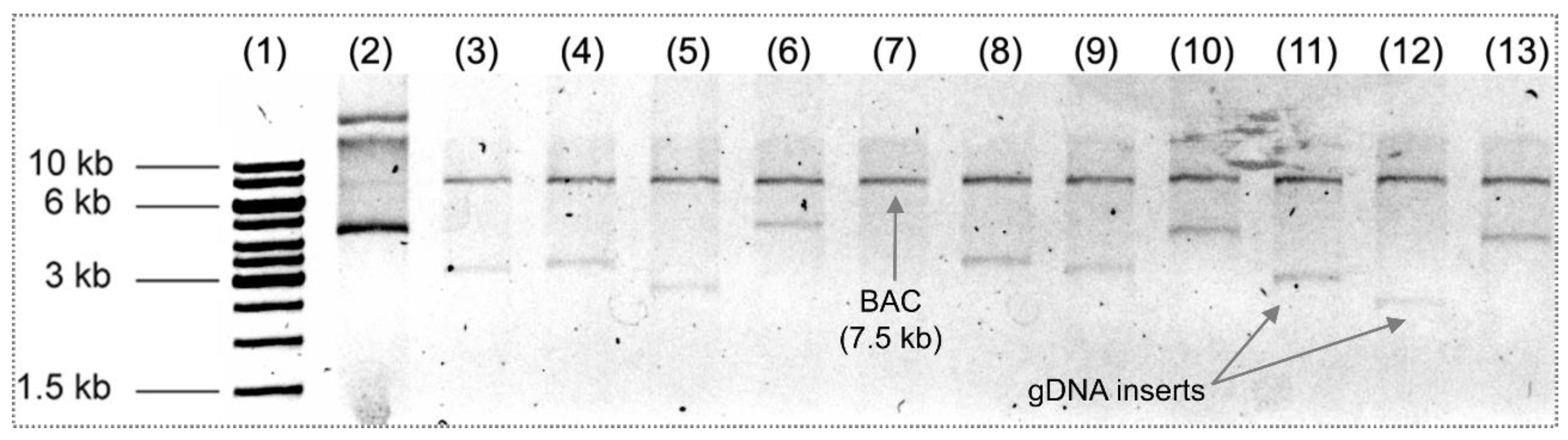 Mps 02 00004 g004 Mps 02 00004 g004