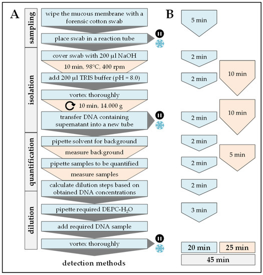 MPs | Free Full-Text | One-Step ARMS-PCR for the Detection of SNPs—Using the Example of the PADI4 Gene MPs | Free Full-Text | One-Step ARMS-PCR for the Detection of SNPs—Using the Example of the PADI4 Gene