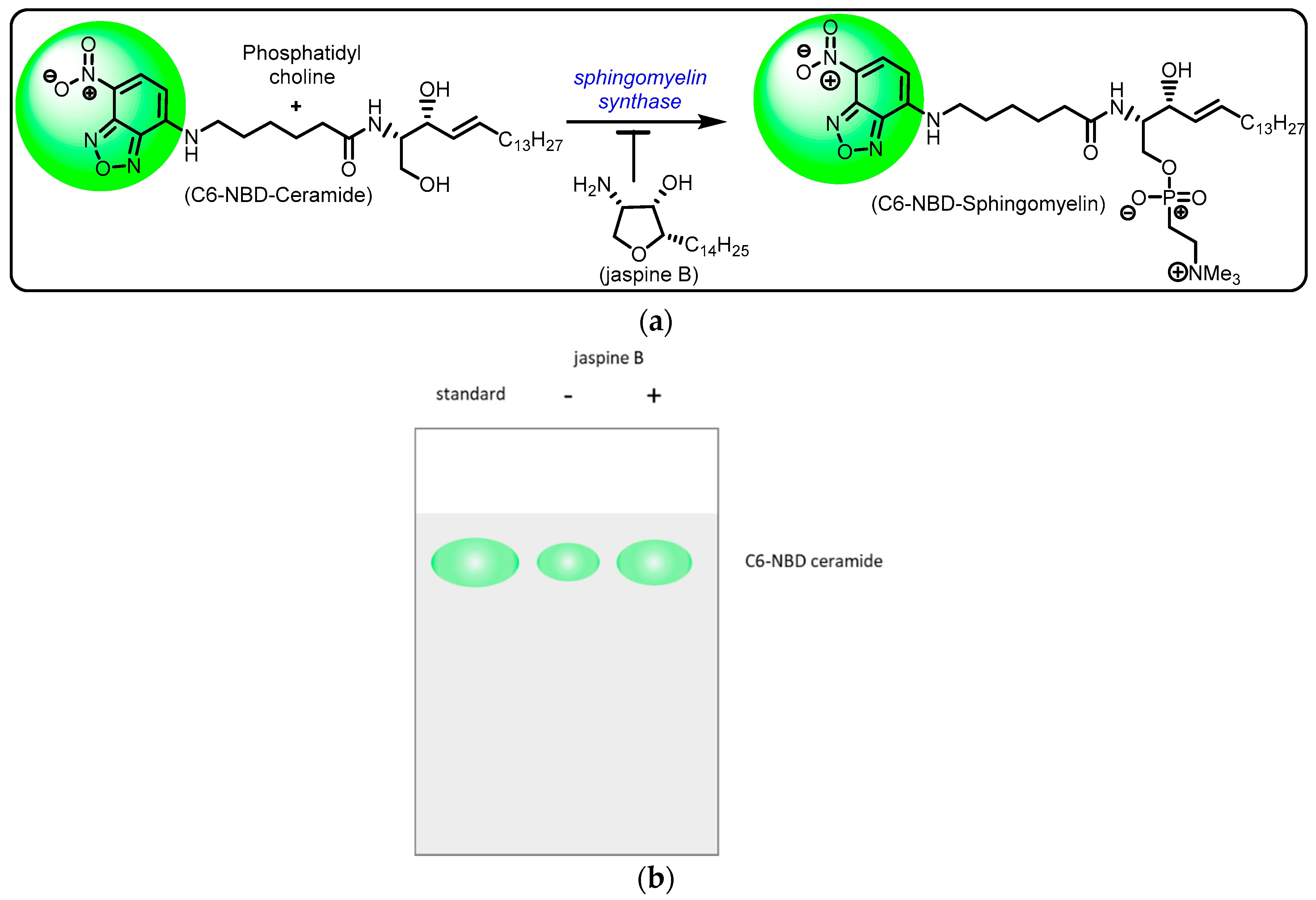 Mps 02 00076 g002 Mps 02 00076 g002