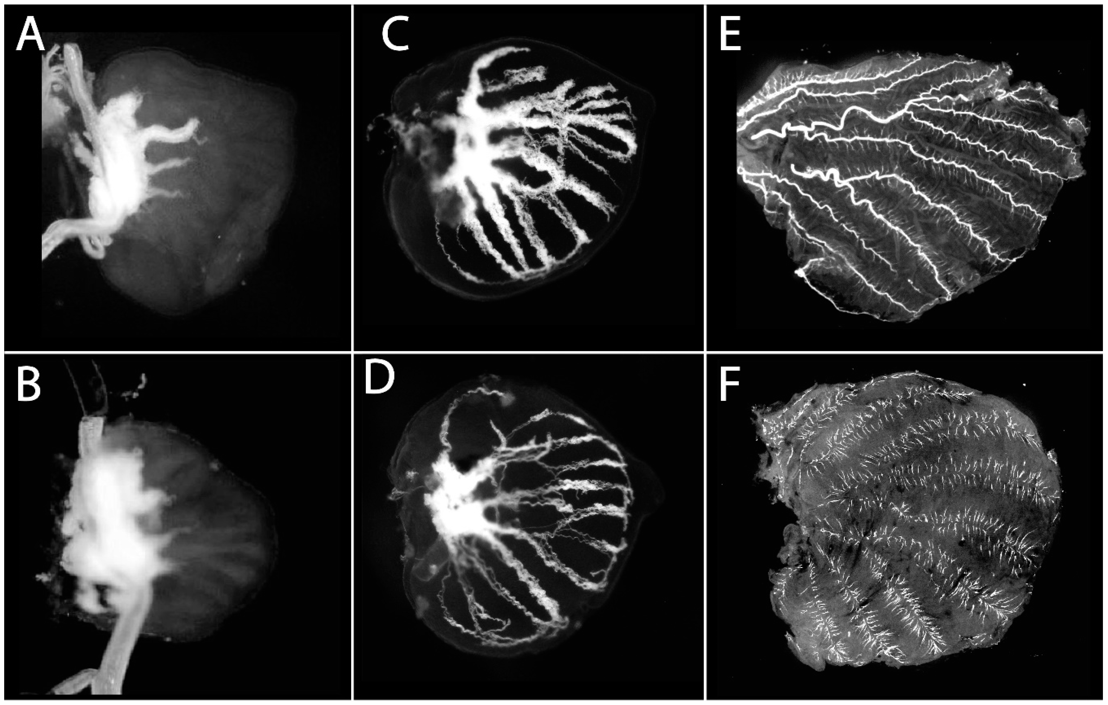 Mps 03 00005 g002 Mps 03 00005 g002