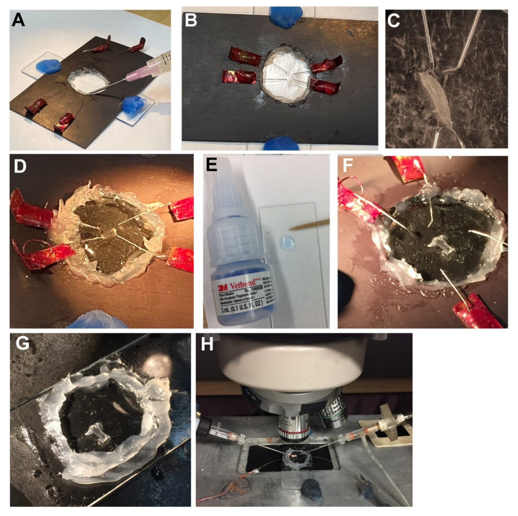 Mps 03 00012 g003 Mps 03 00012 g003