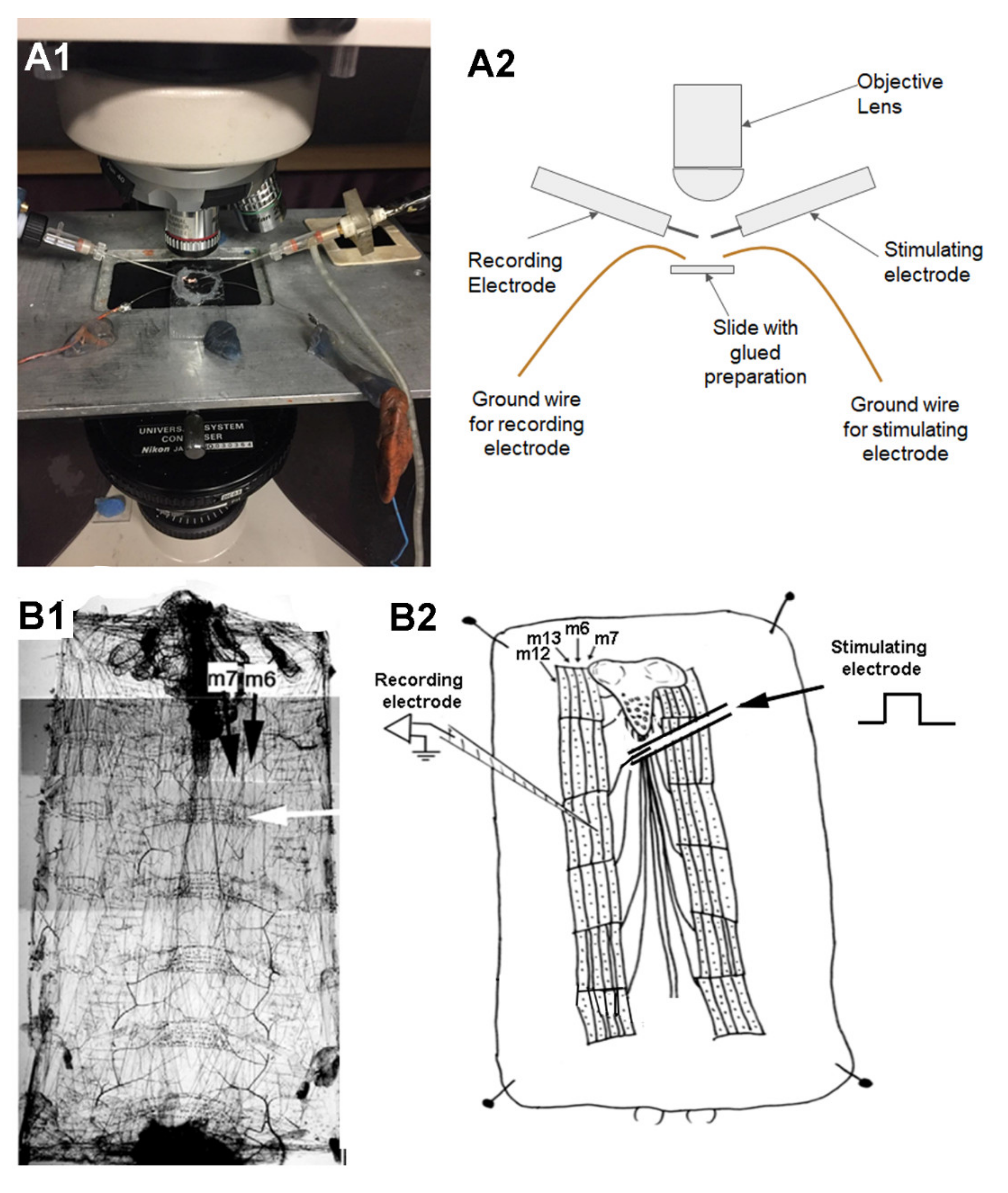 Mps 03 00012 g004 Mps 03 00012 g004