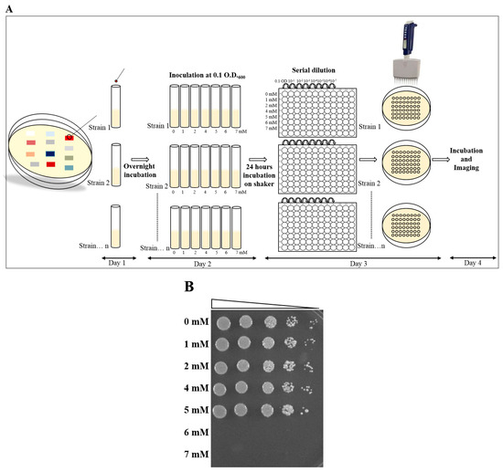 MPs Free FullText A Rapid and High Throughput MIC Determination