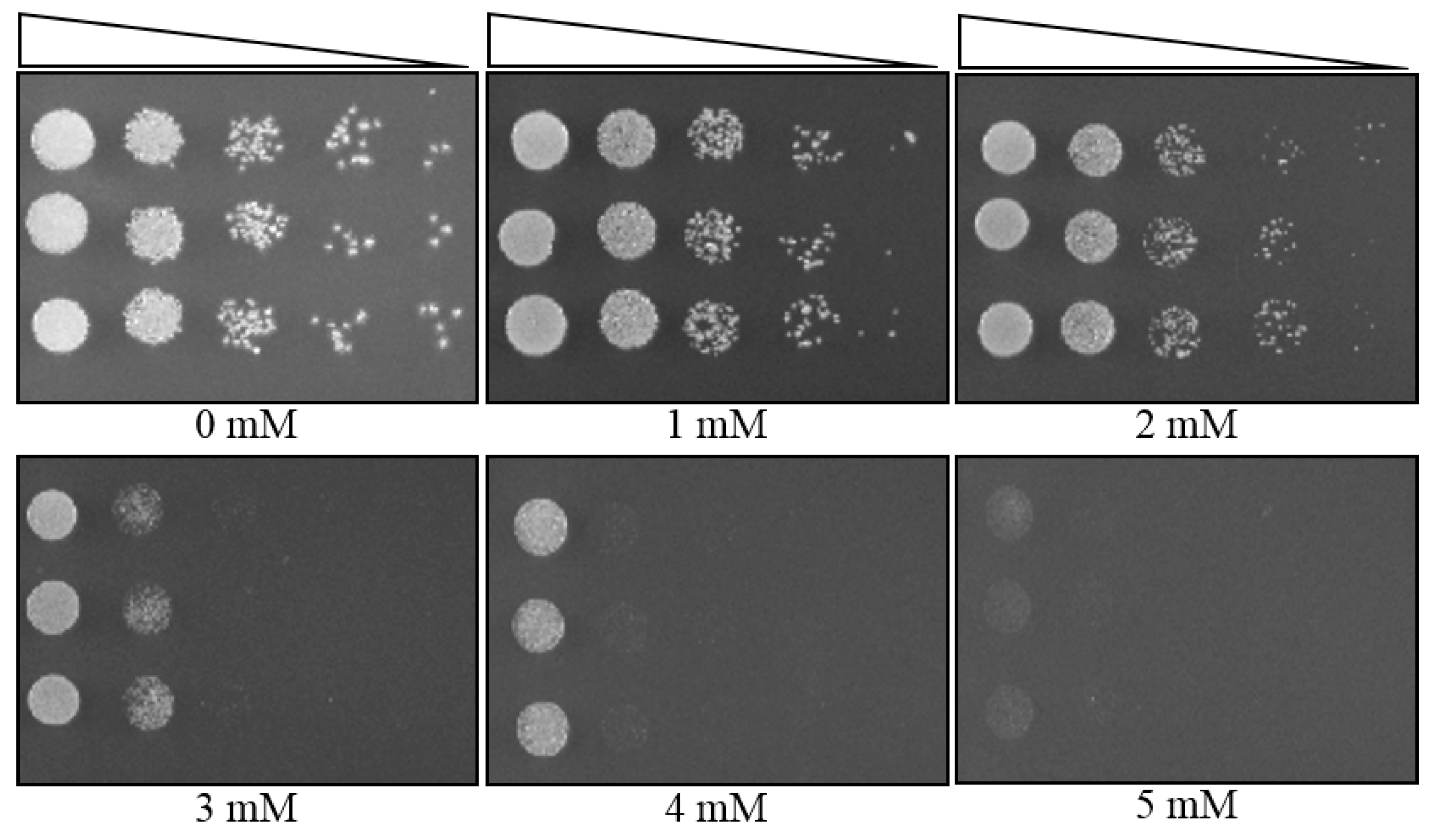 Mps 03 00021 g004 Mps 03 00021 g004