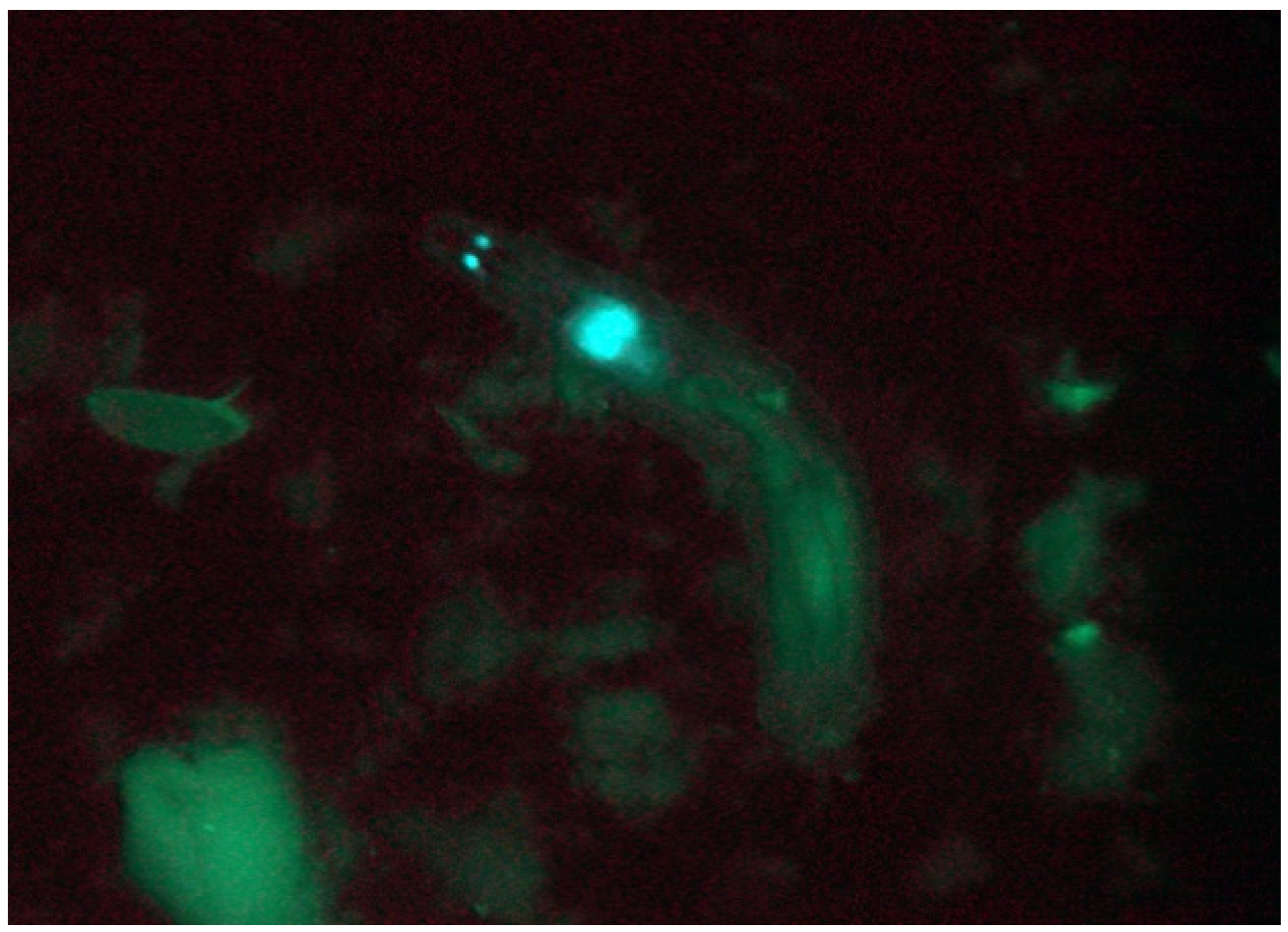 Mps 03 00031 g008 Mps 03 00031 g008