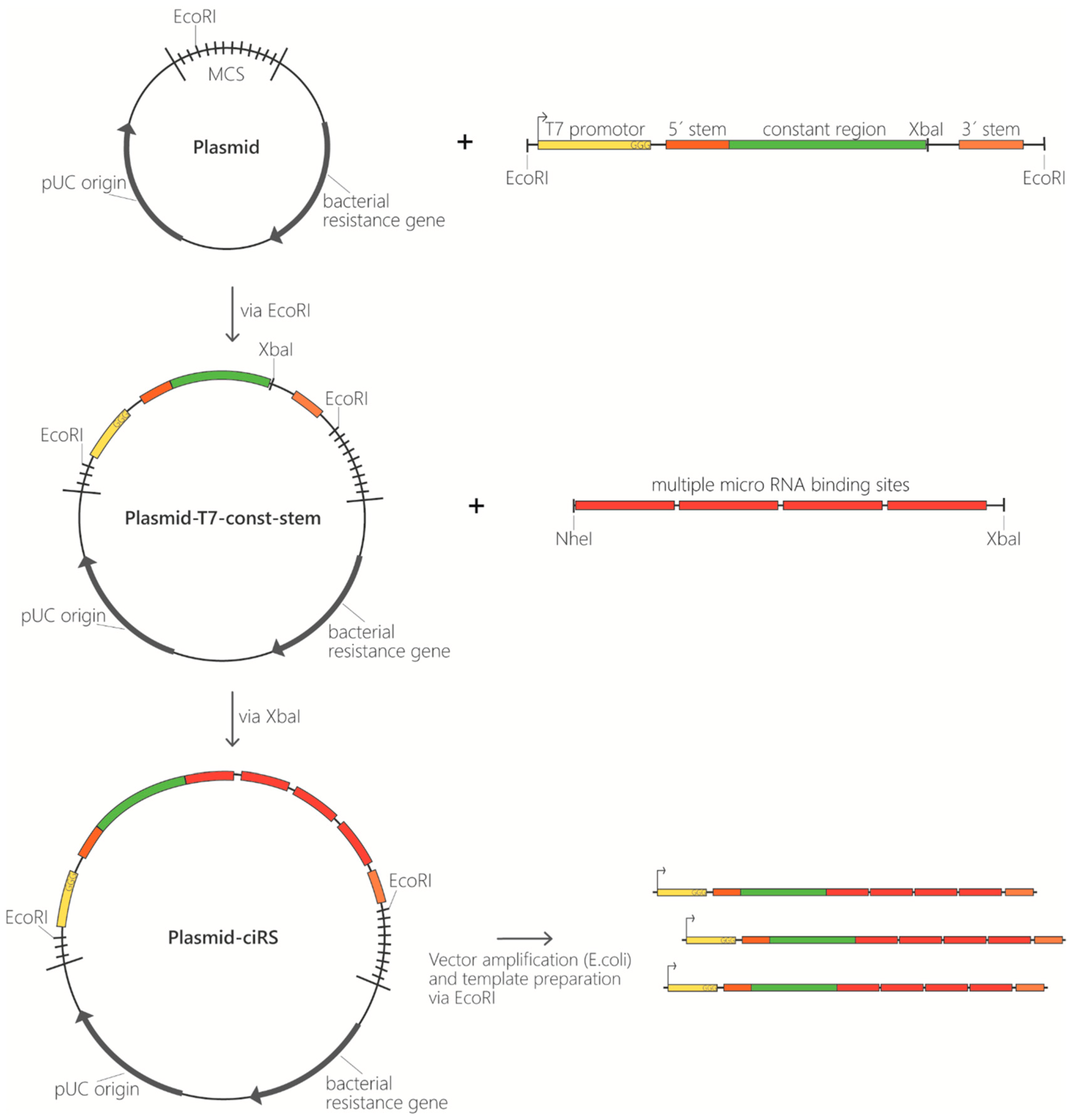 Mps 03 00042 g002 Mps 03 00042 g002