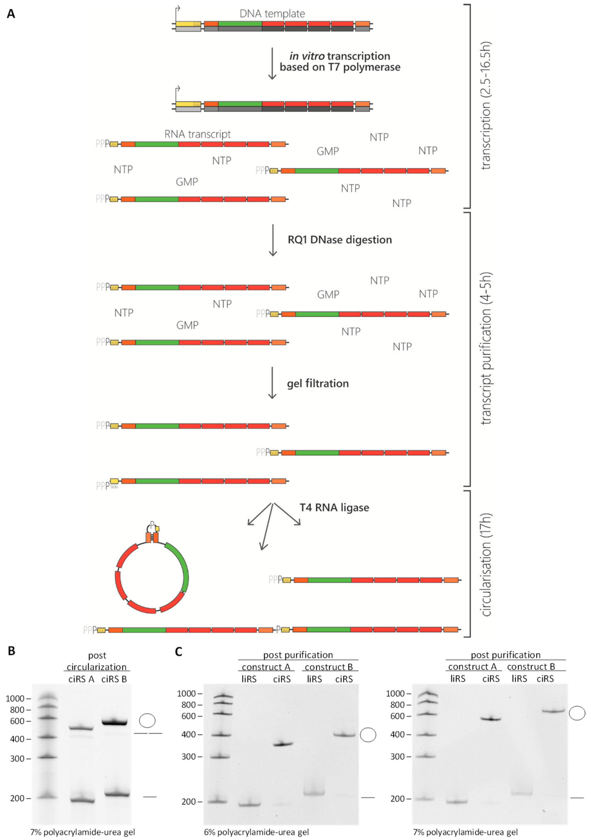 Mps 03 00042 g003 Mps 03 00042 g003
