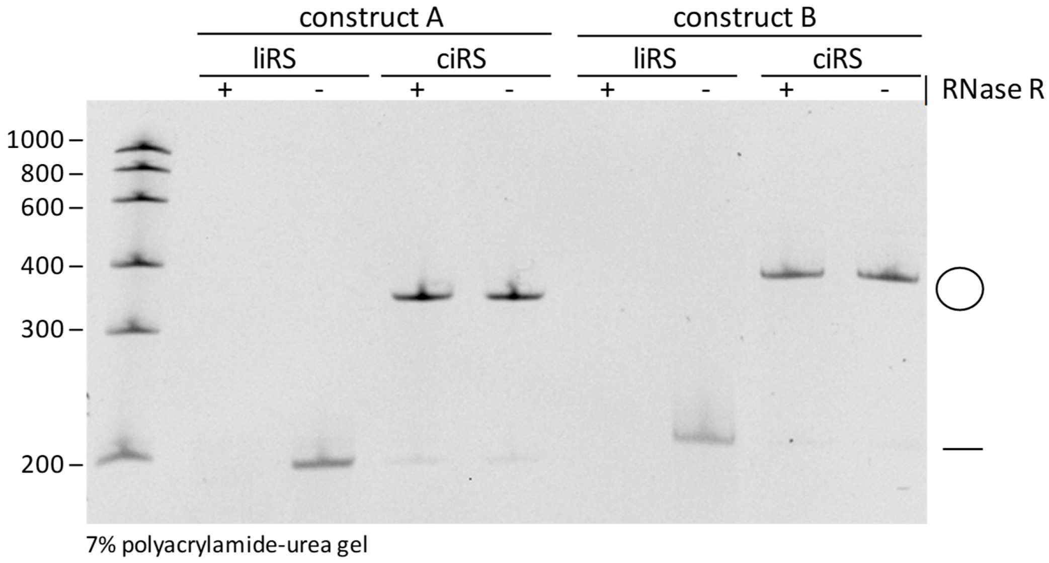 Mps 03 00042 g004 Mps 03 00042 g004