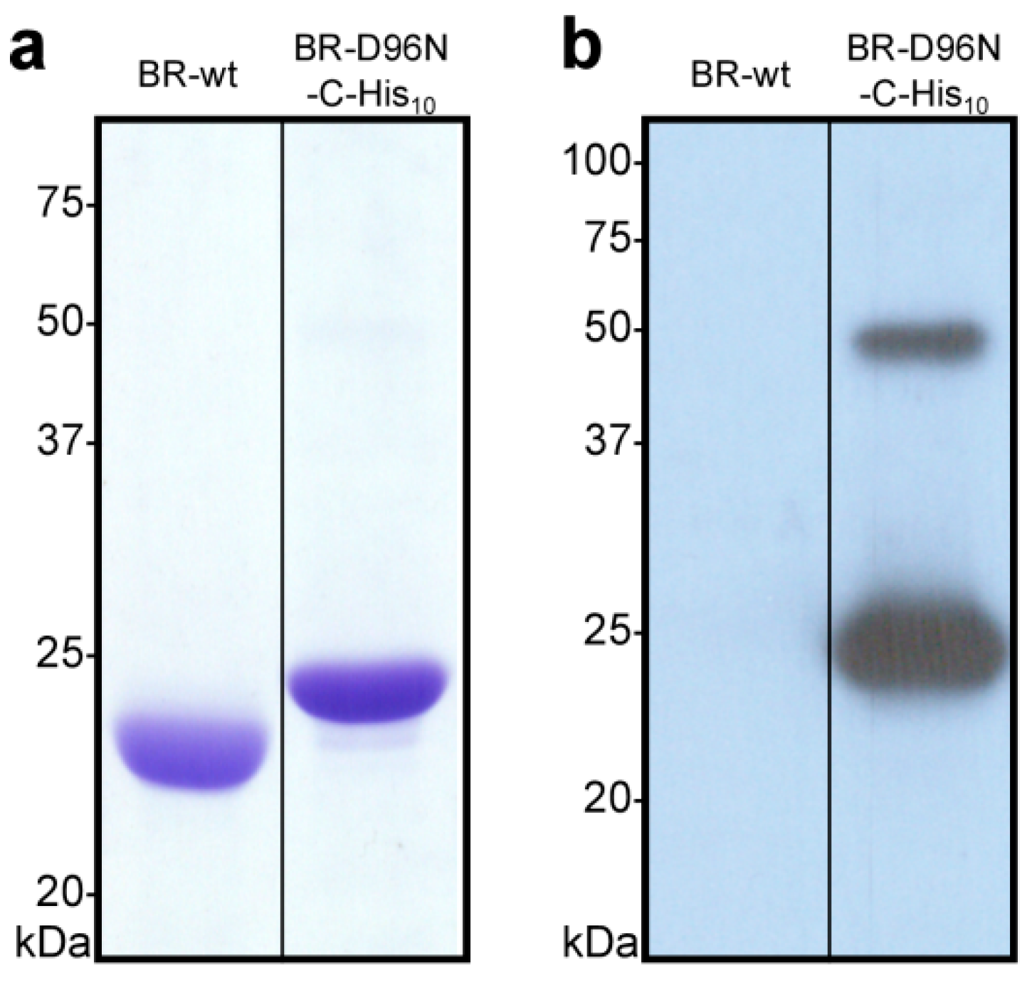 Mps 03 00051 g006 Mps 03 00051 g006
