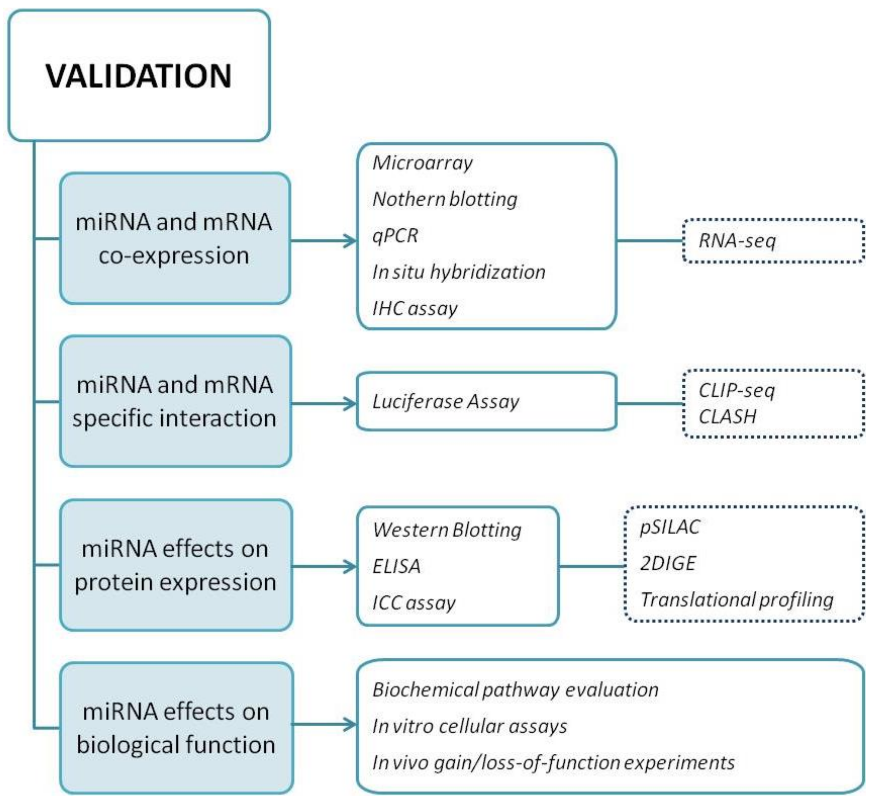 MPs | Free Full-Text | miRNA Targets: From Prediction Tools to Experimental  Validation | HTML