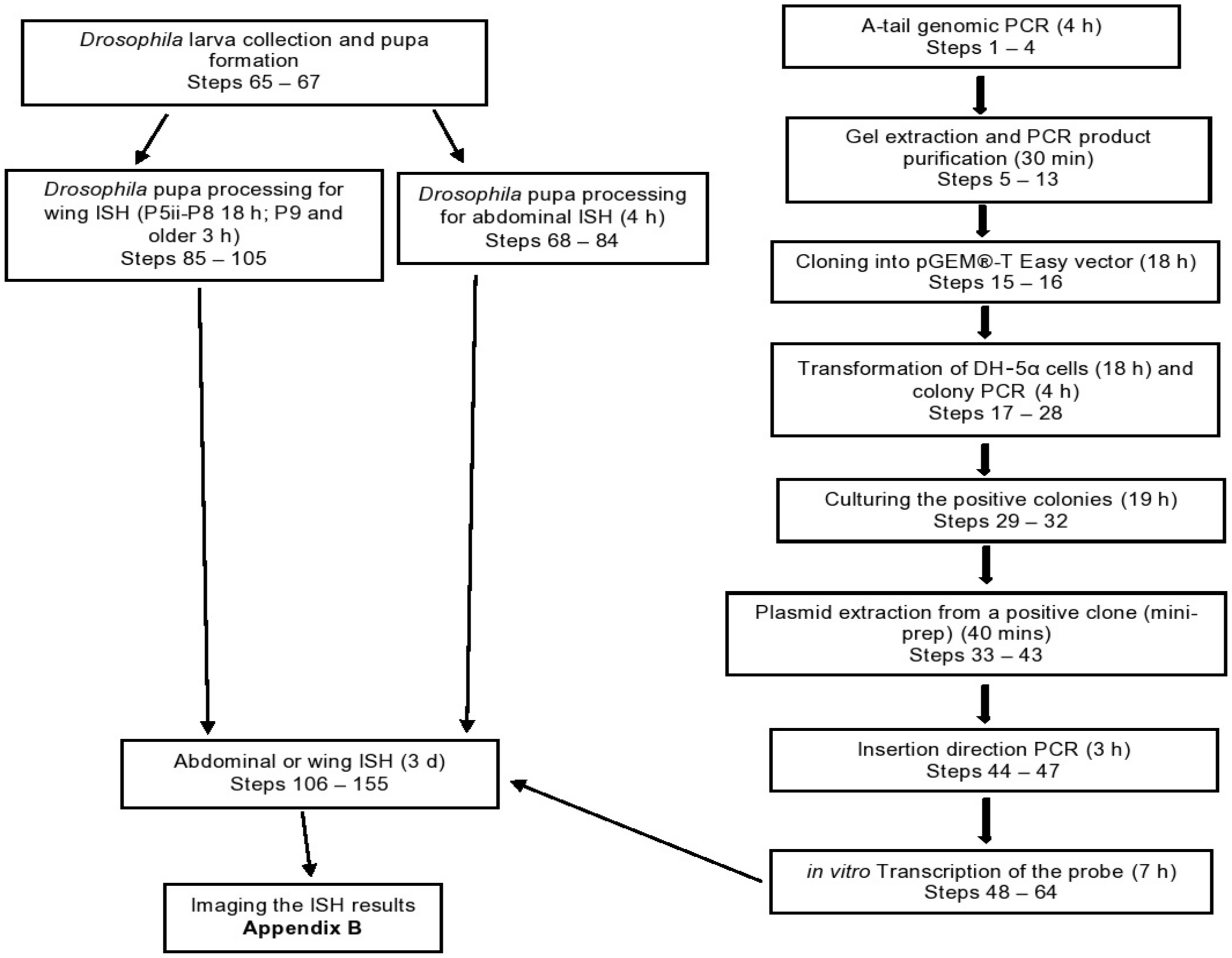 Mps 04 00020 g001 Mps 04 00020 g001