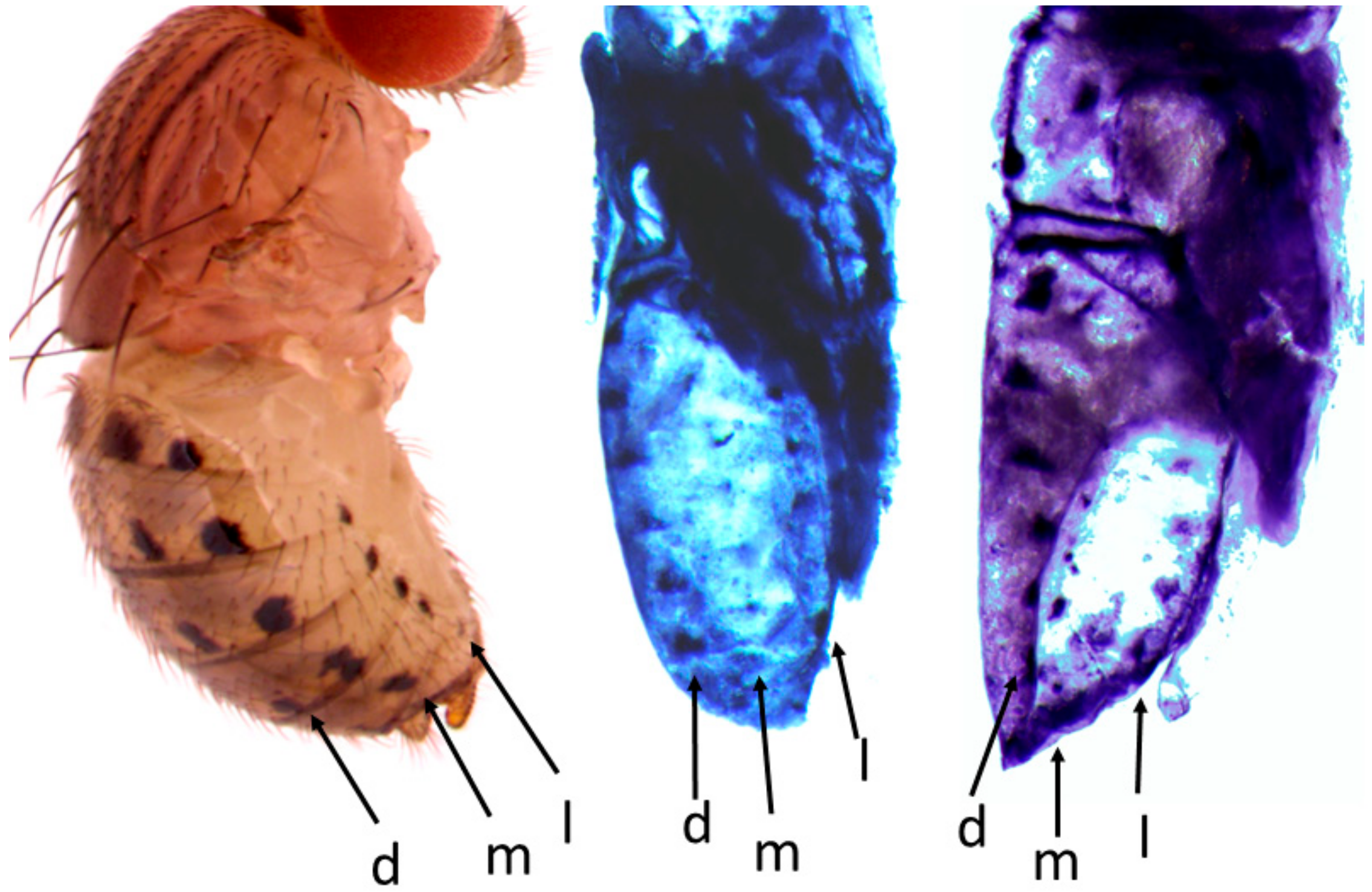 Mps 04 00020 g004 Mps 04 00020 g004