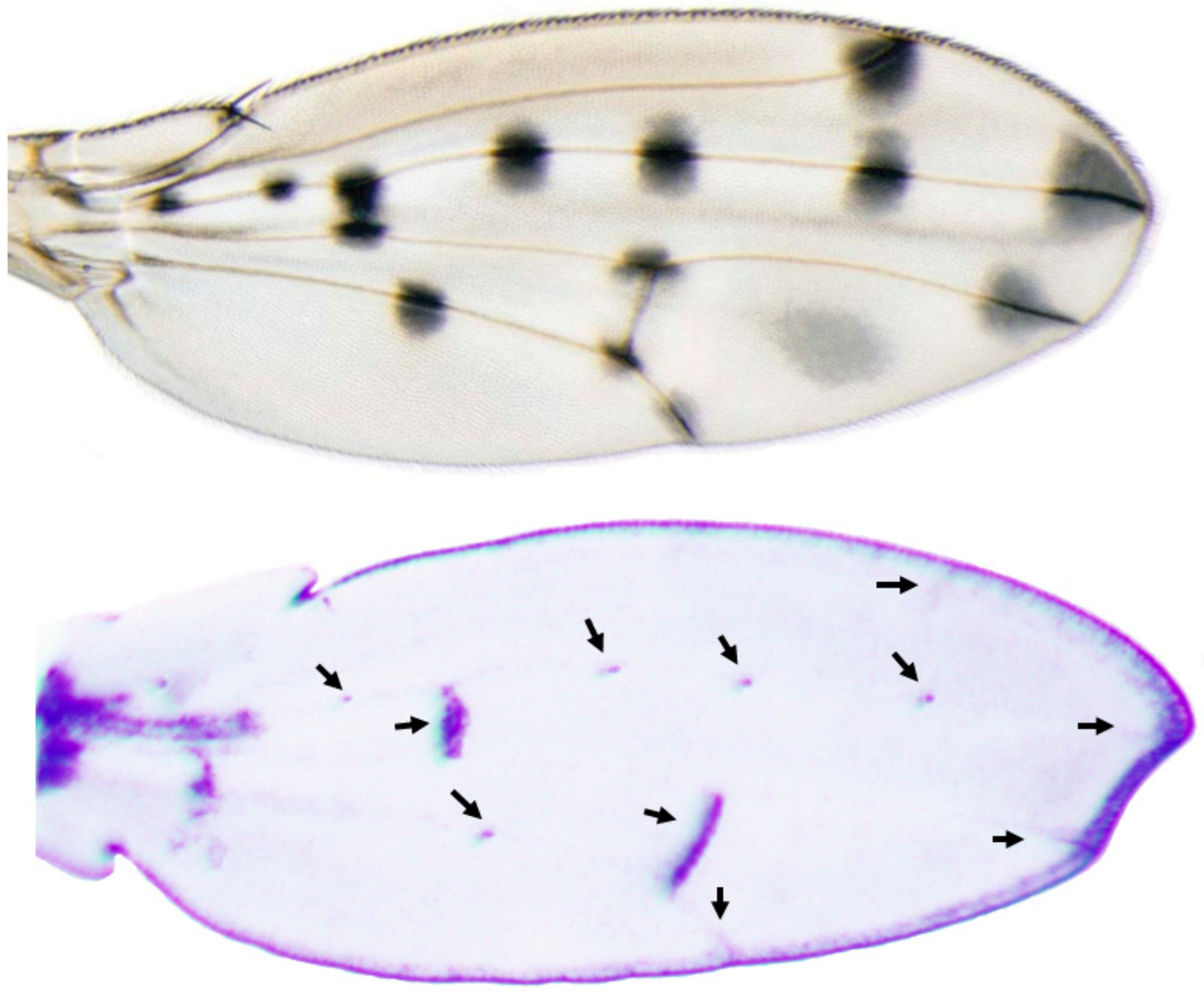 Mps 04 00020 g005 Mps 04 00020 g005