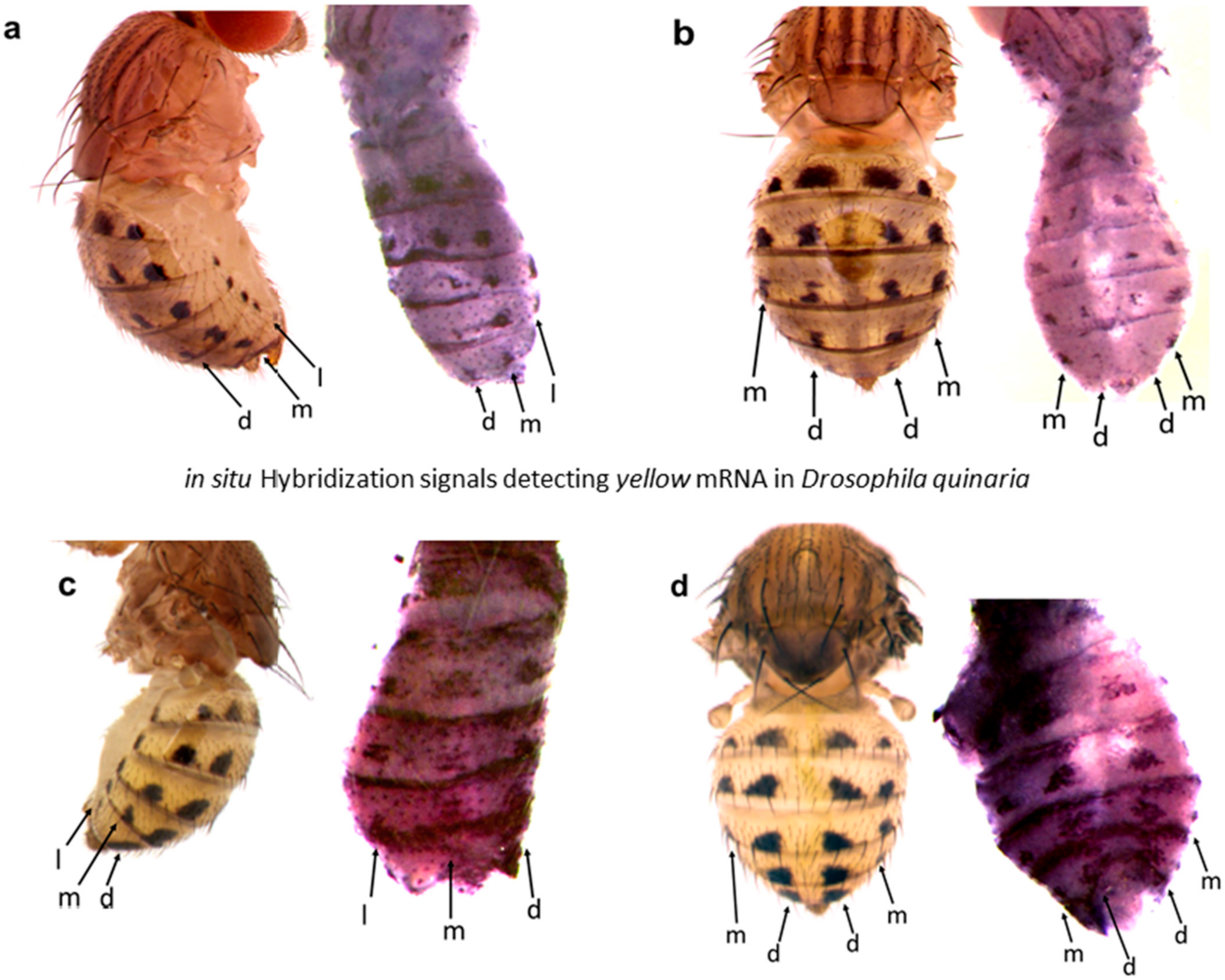 Mps 04 00020 g006 Mps 04 00020 g006