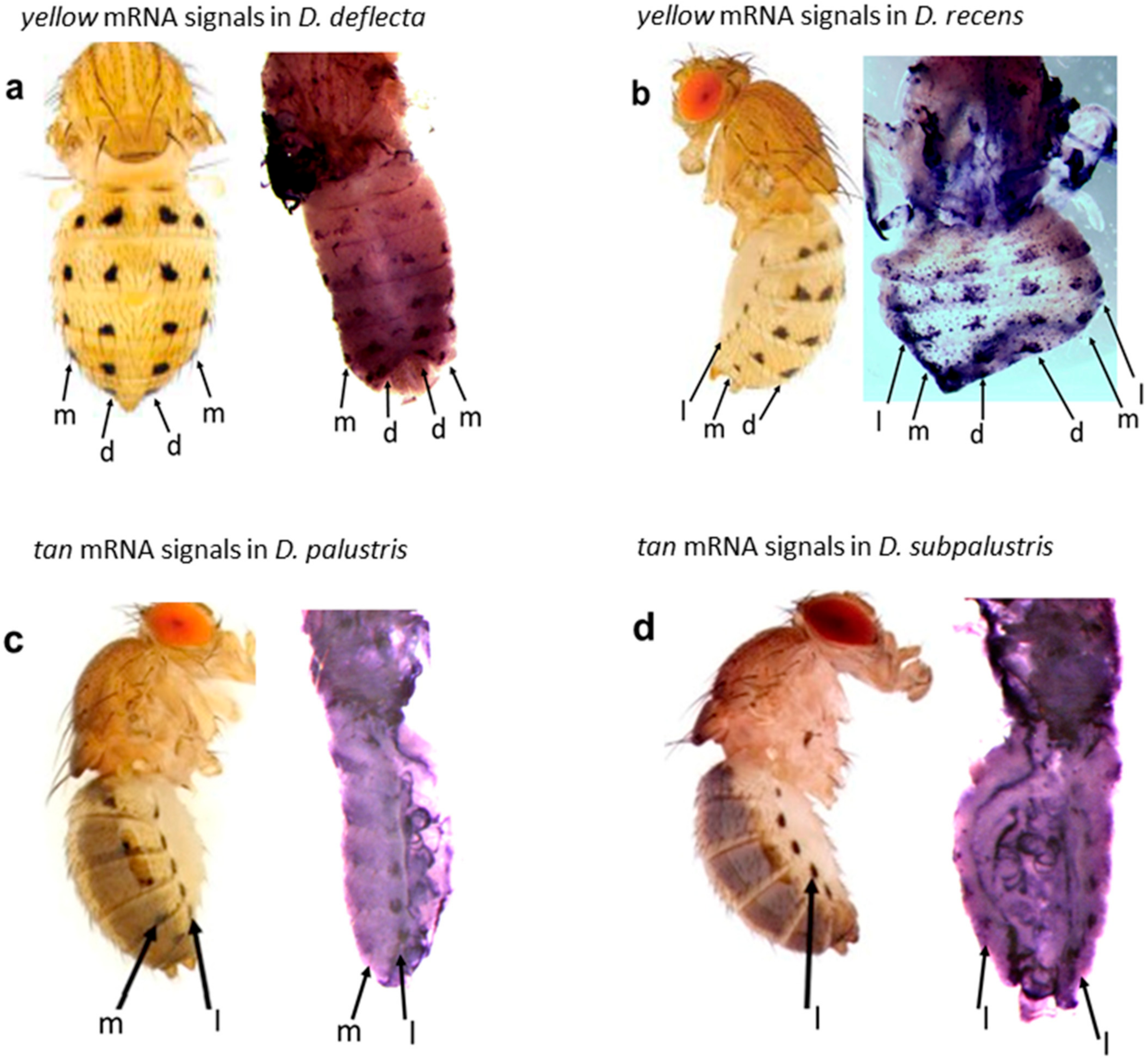 Mps 04 00020 g007 Mps 04 00020 g007