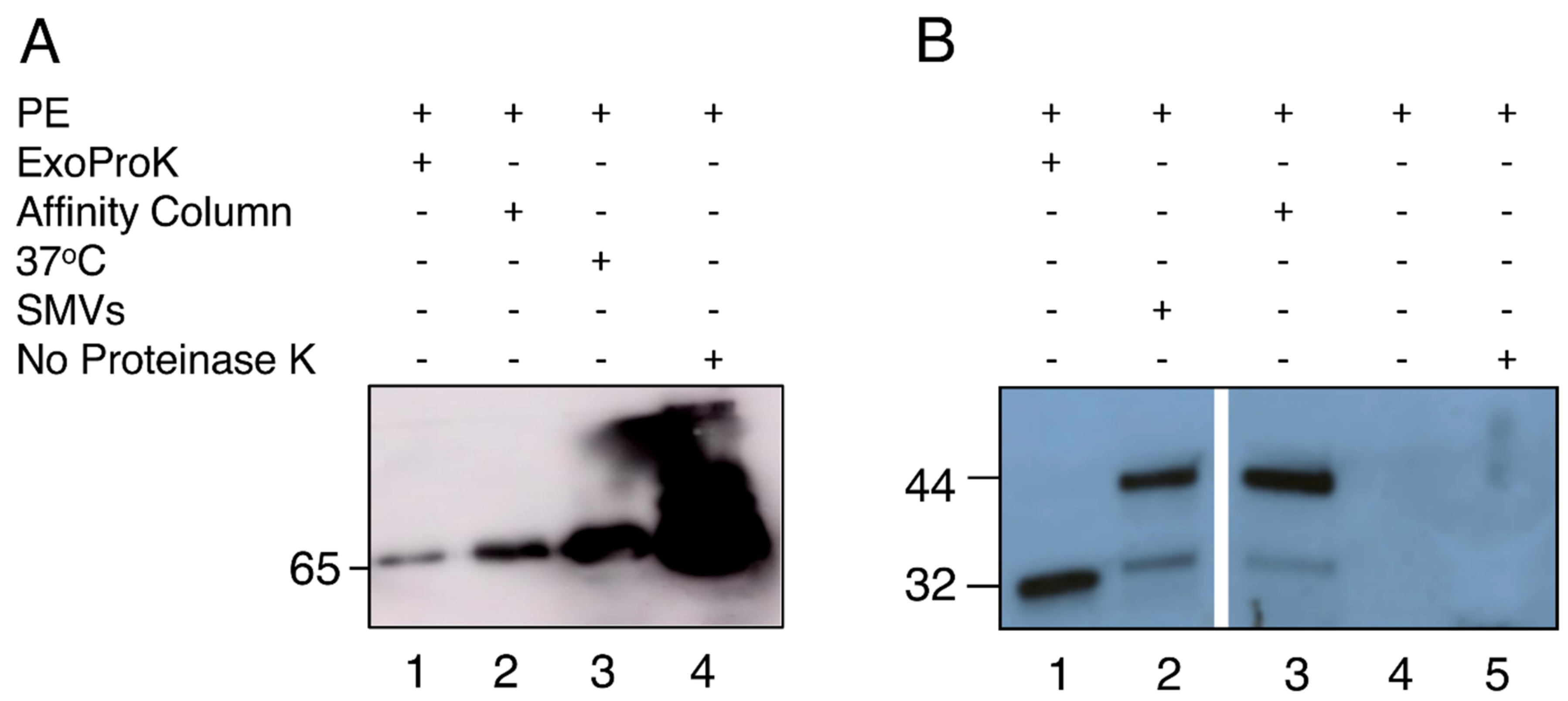 Mps 04 00031 g003 Mps 04 00031 g003