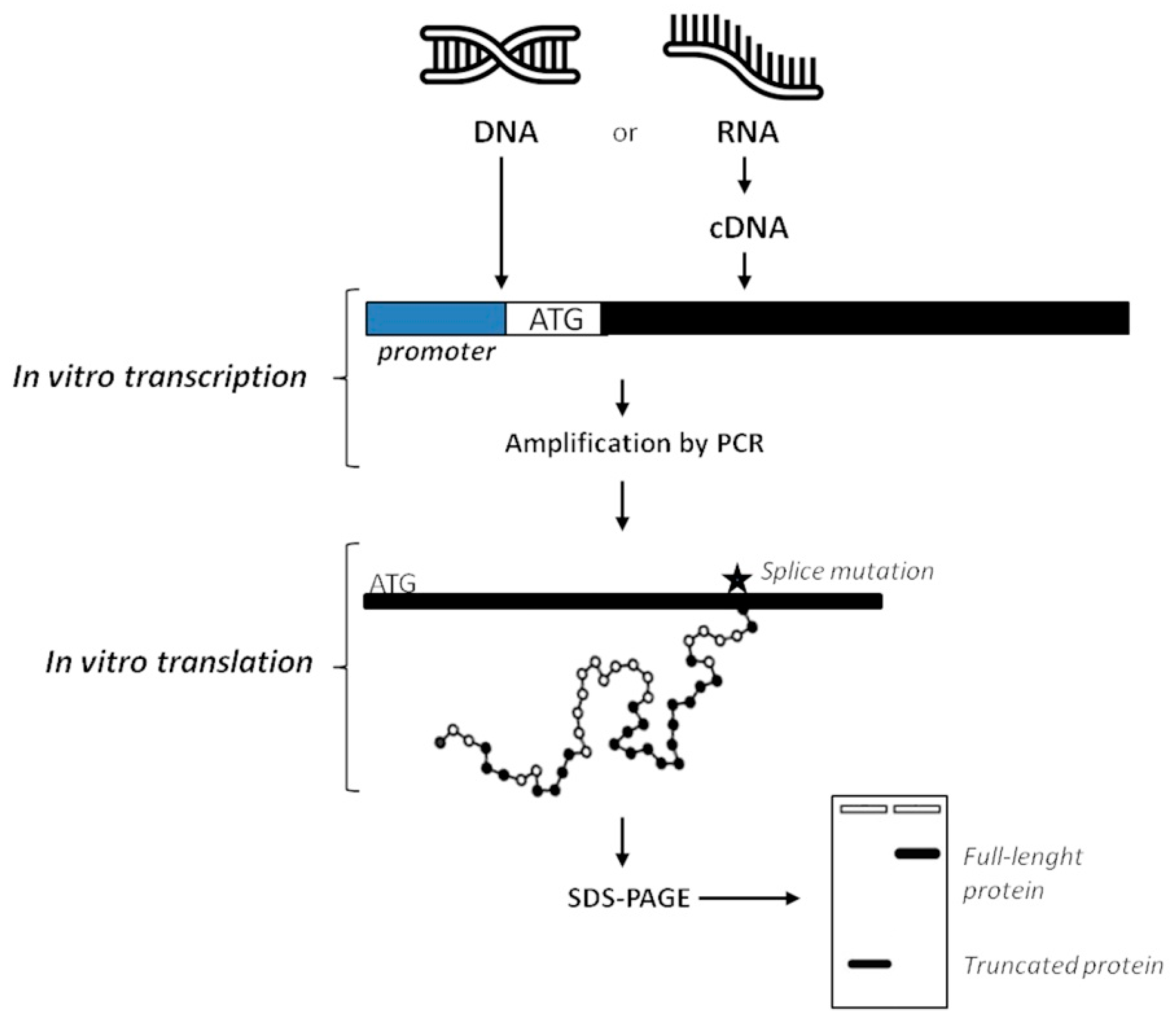 Mps 04 00062 g005 550
