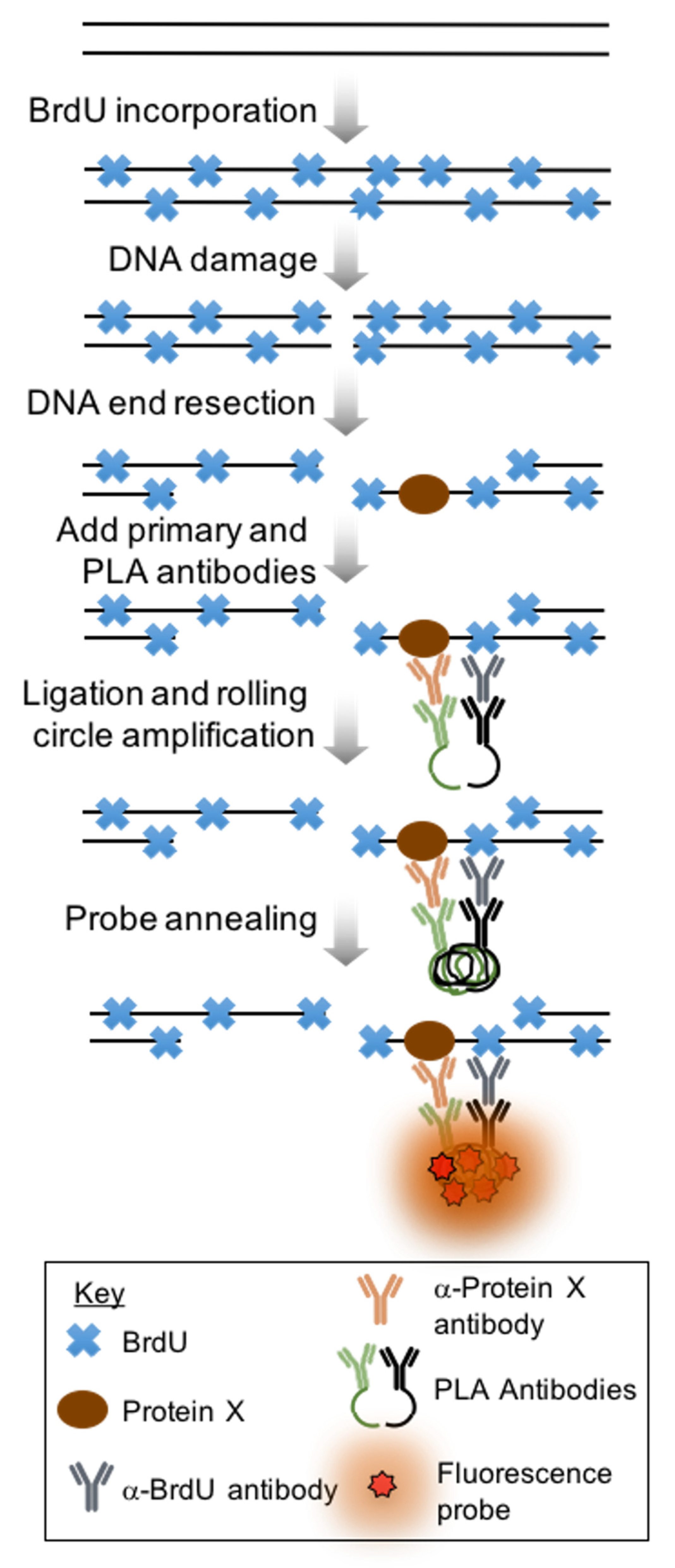 Mps 05 00003 g001 550