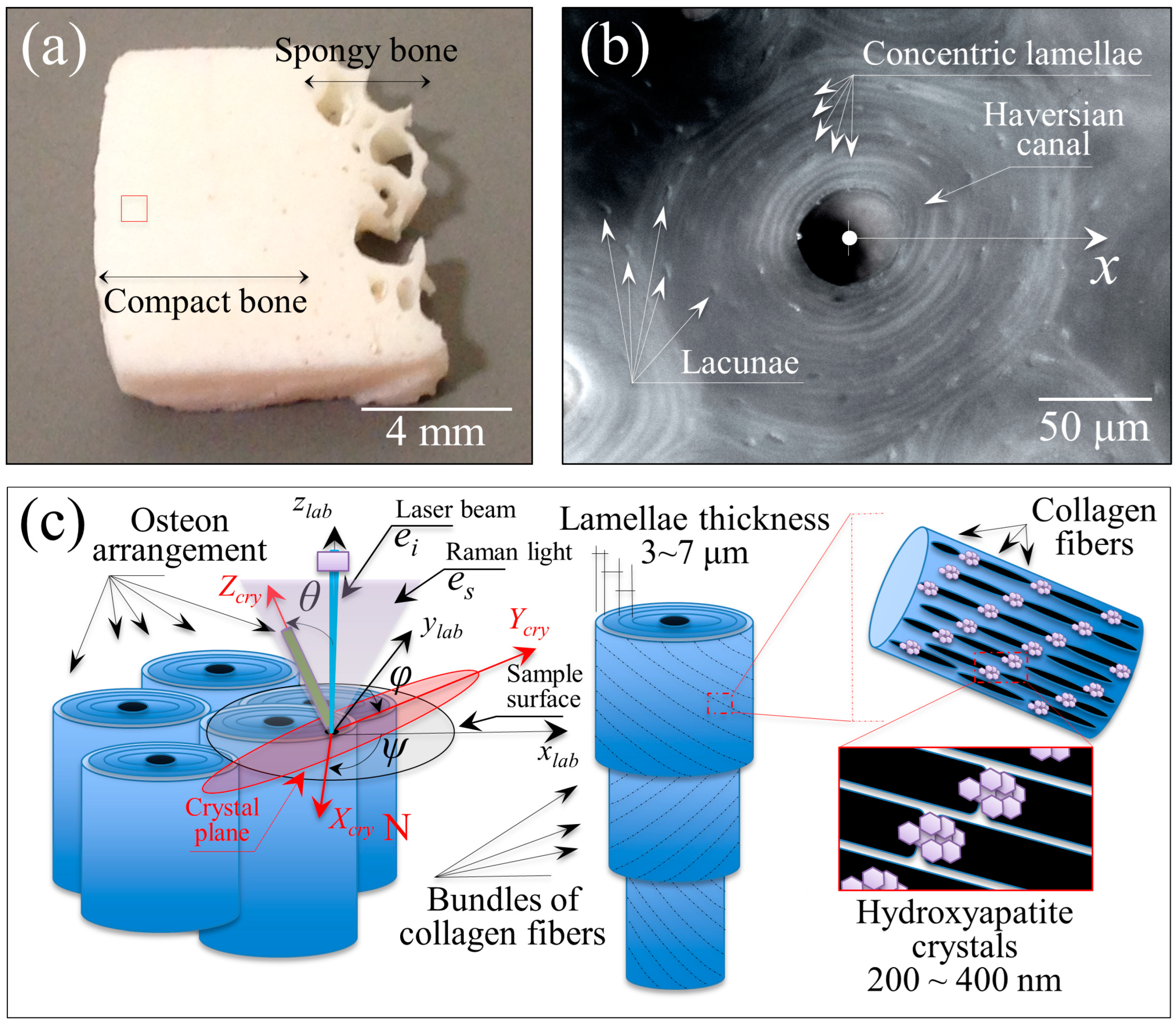 Mps 05 00041 g001 550
