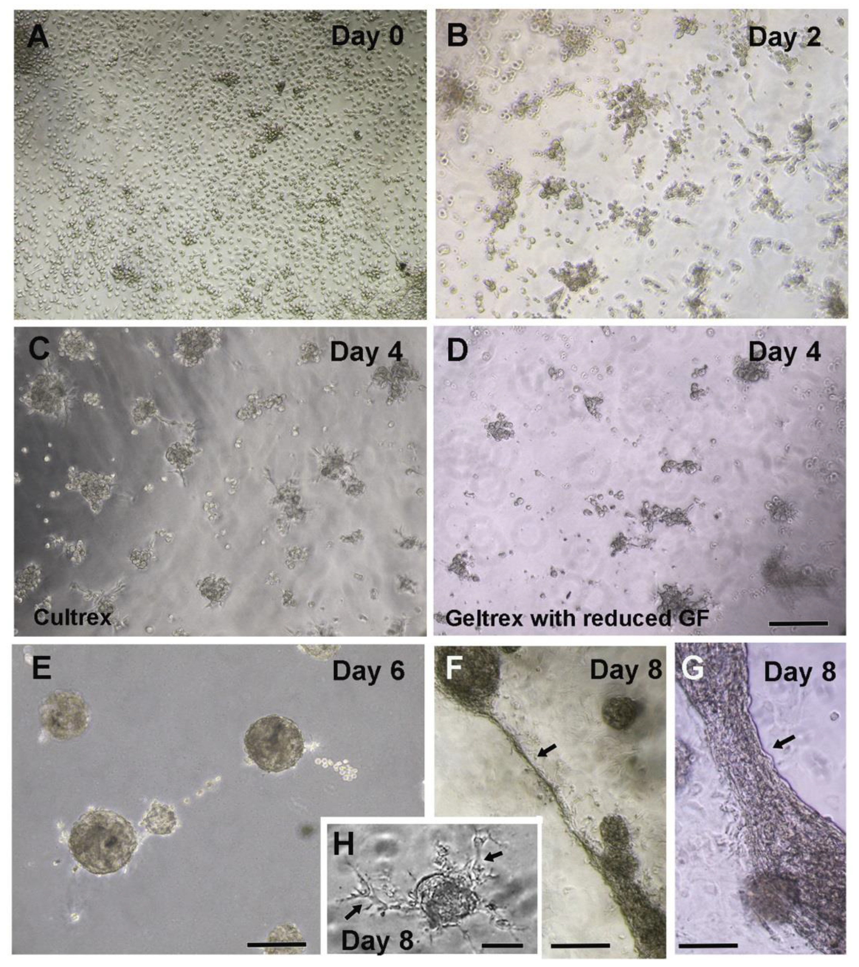 Mps 05 00050 g001 550