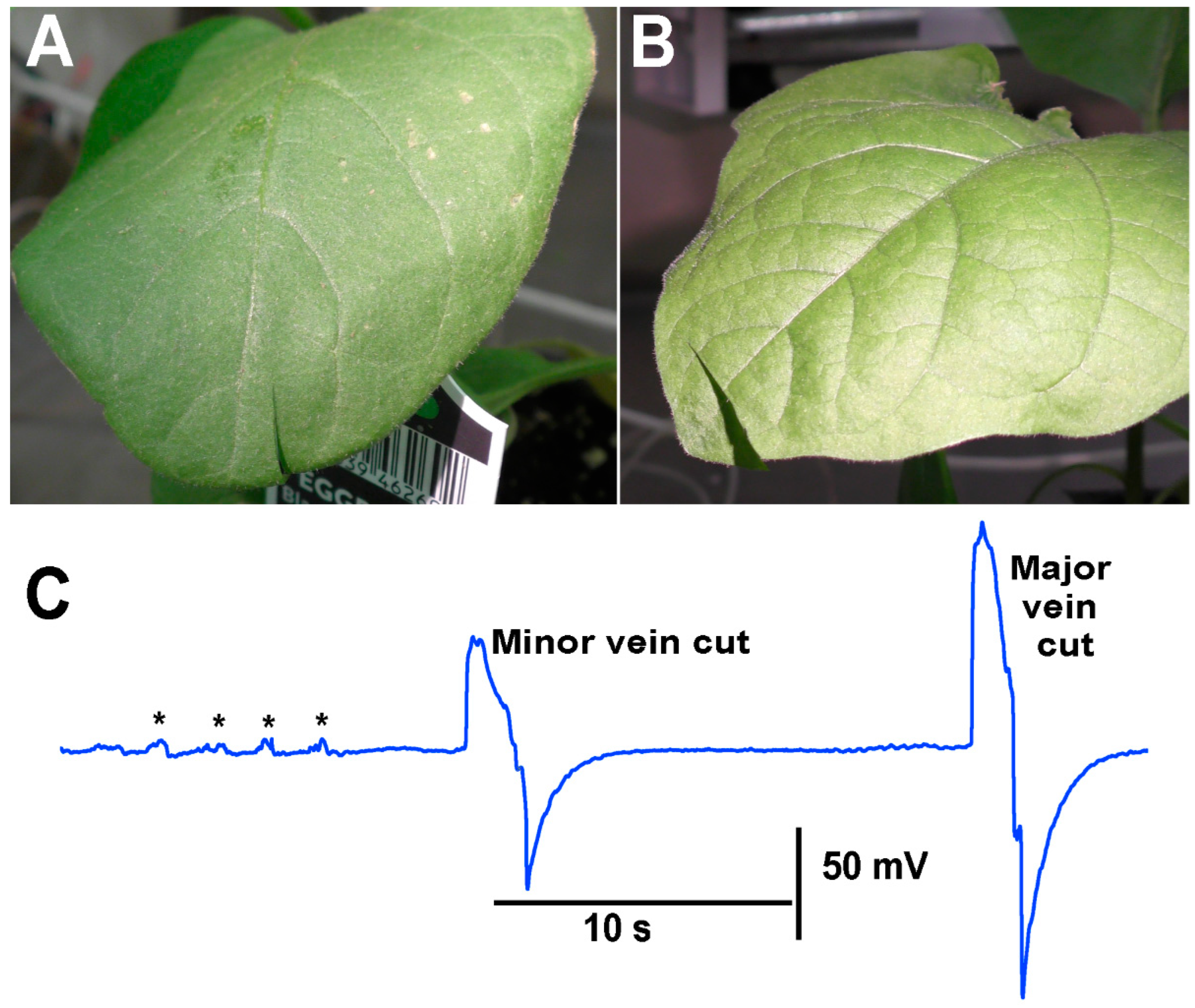 Mps 05 00056 g010 550