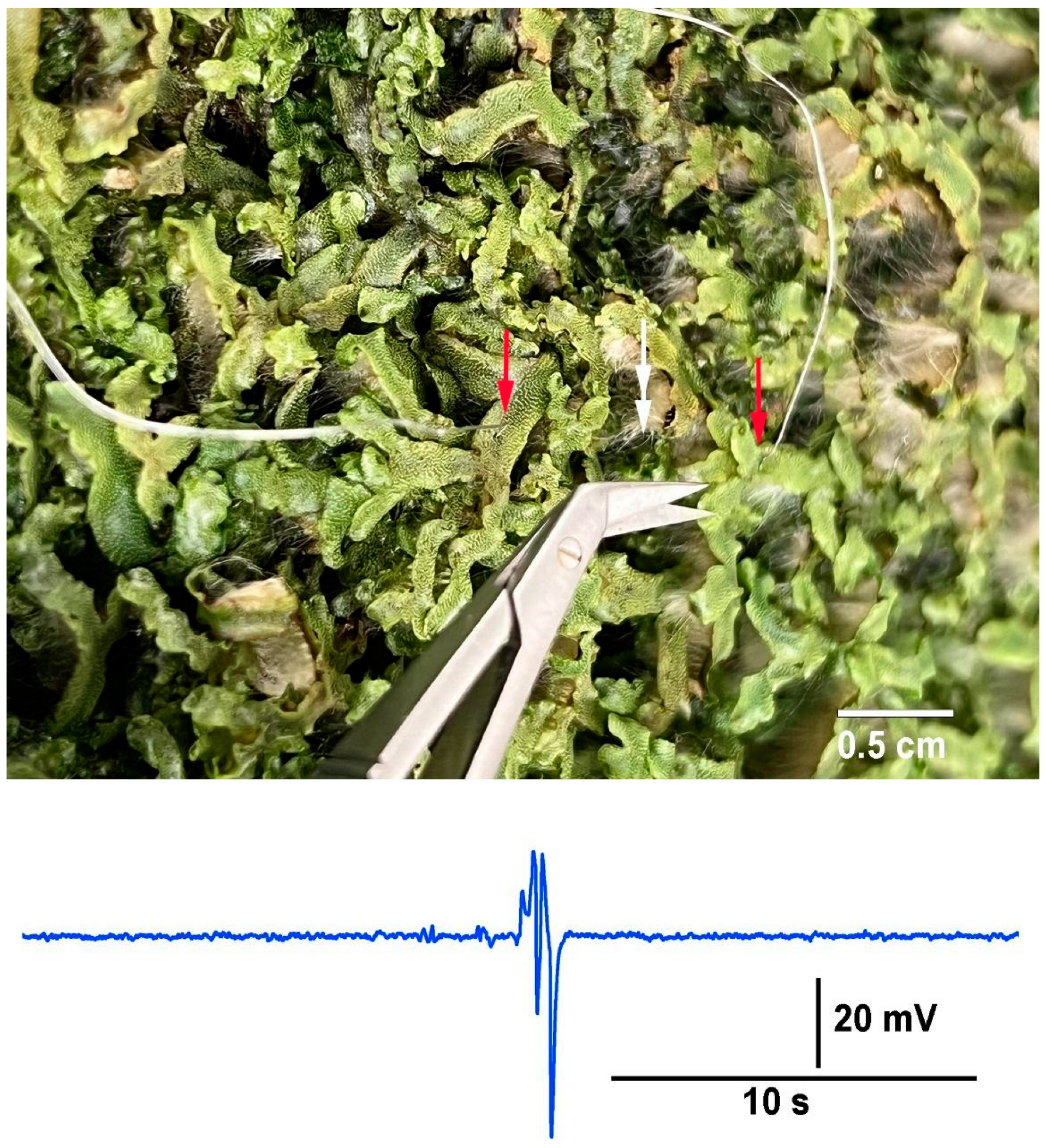 Mps 05 00056 g013 550