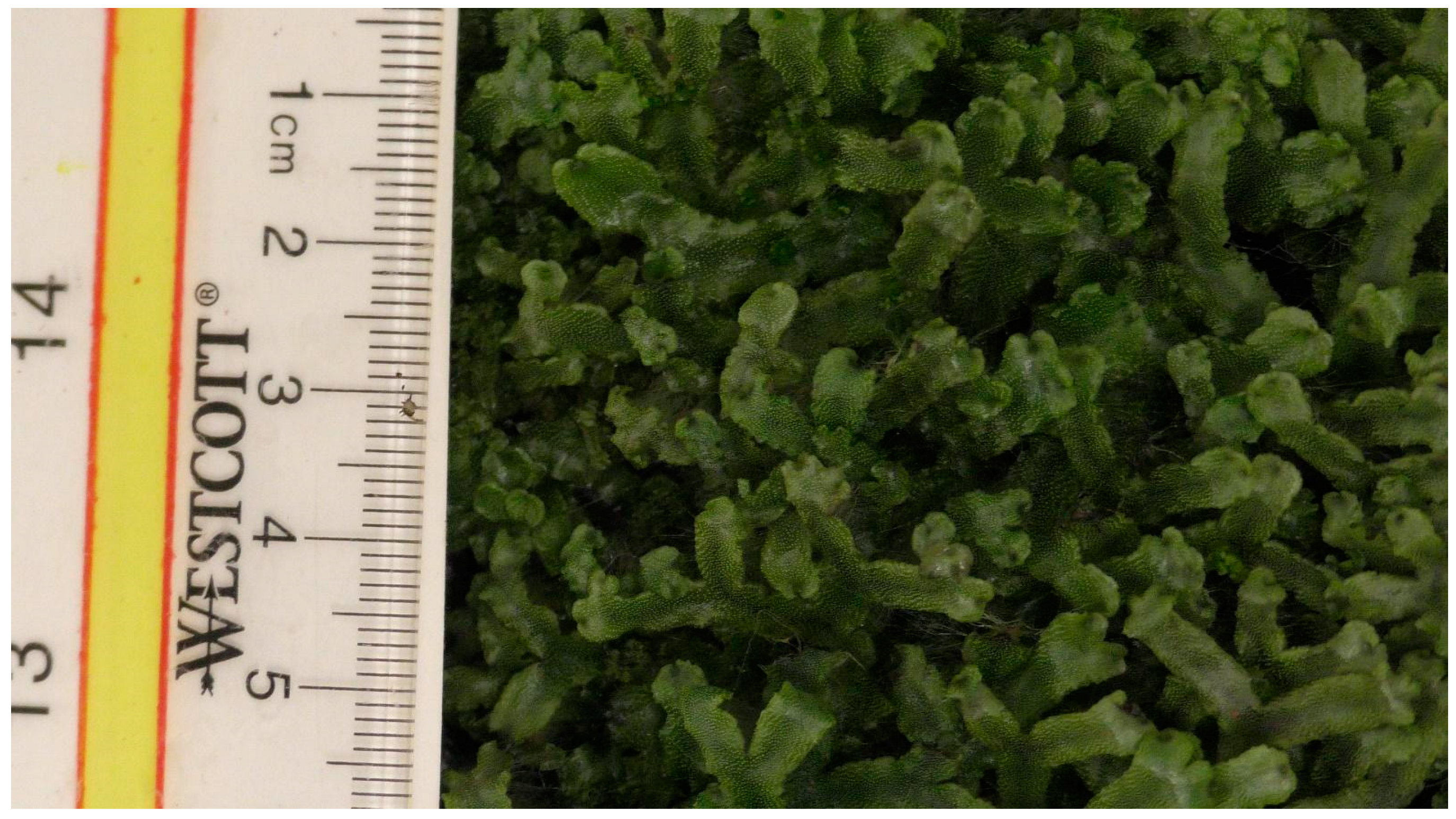 Mps 05 00056 g0a5 550