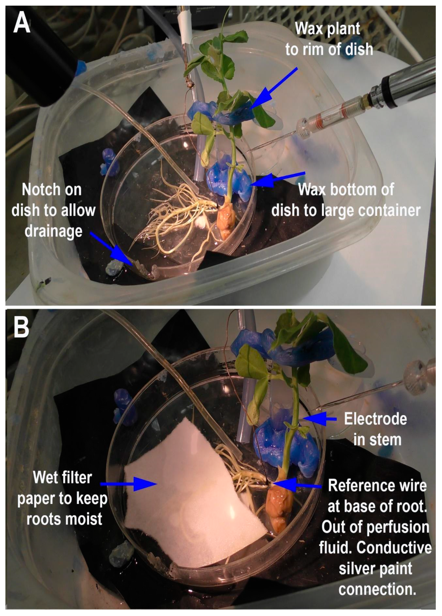 Mps 05 00062 g003 550