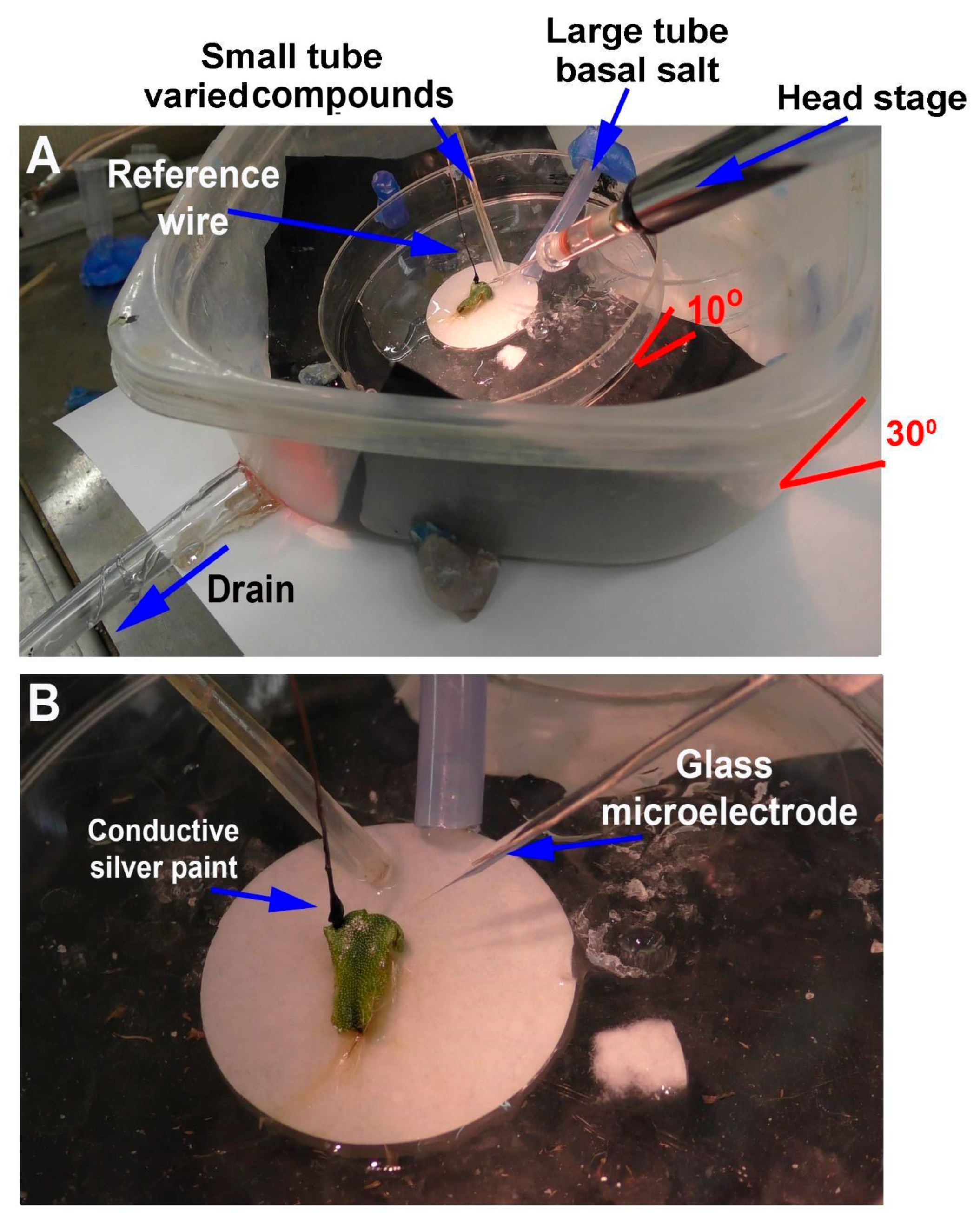 Mps 05 00062 g004 550