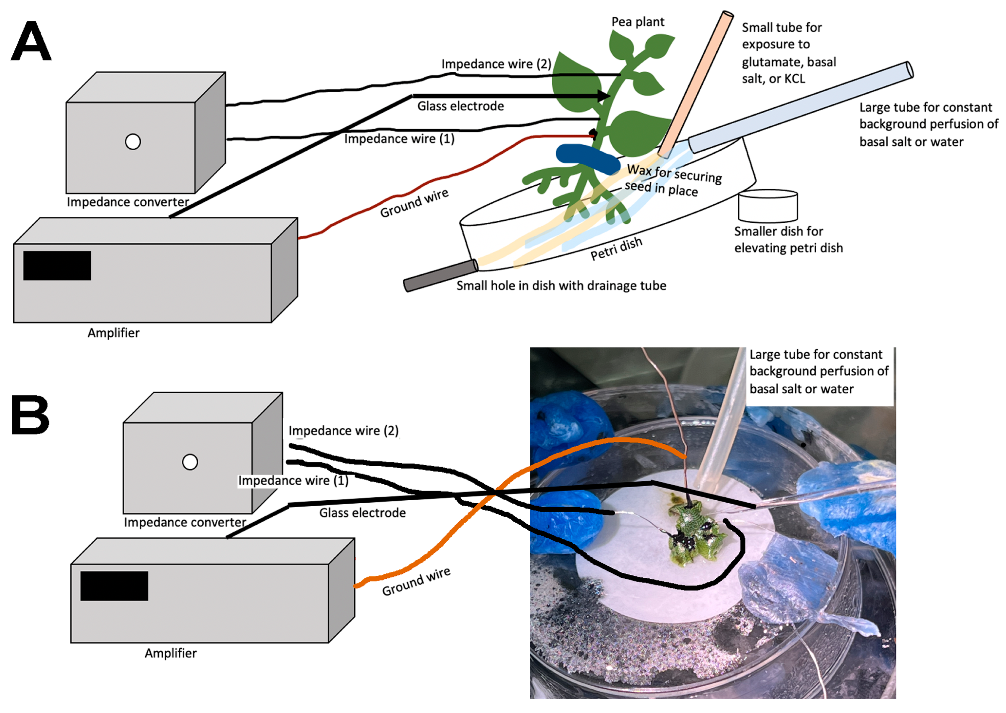 Mps 05 00062 g005 550