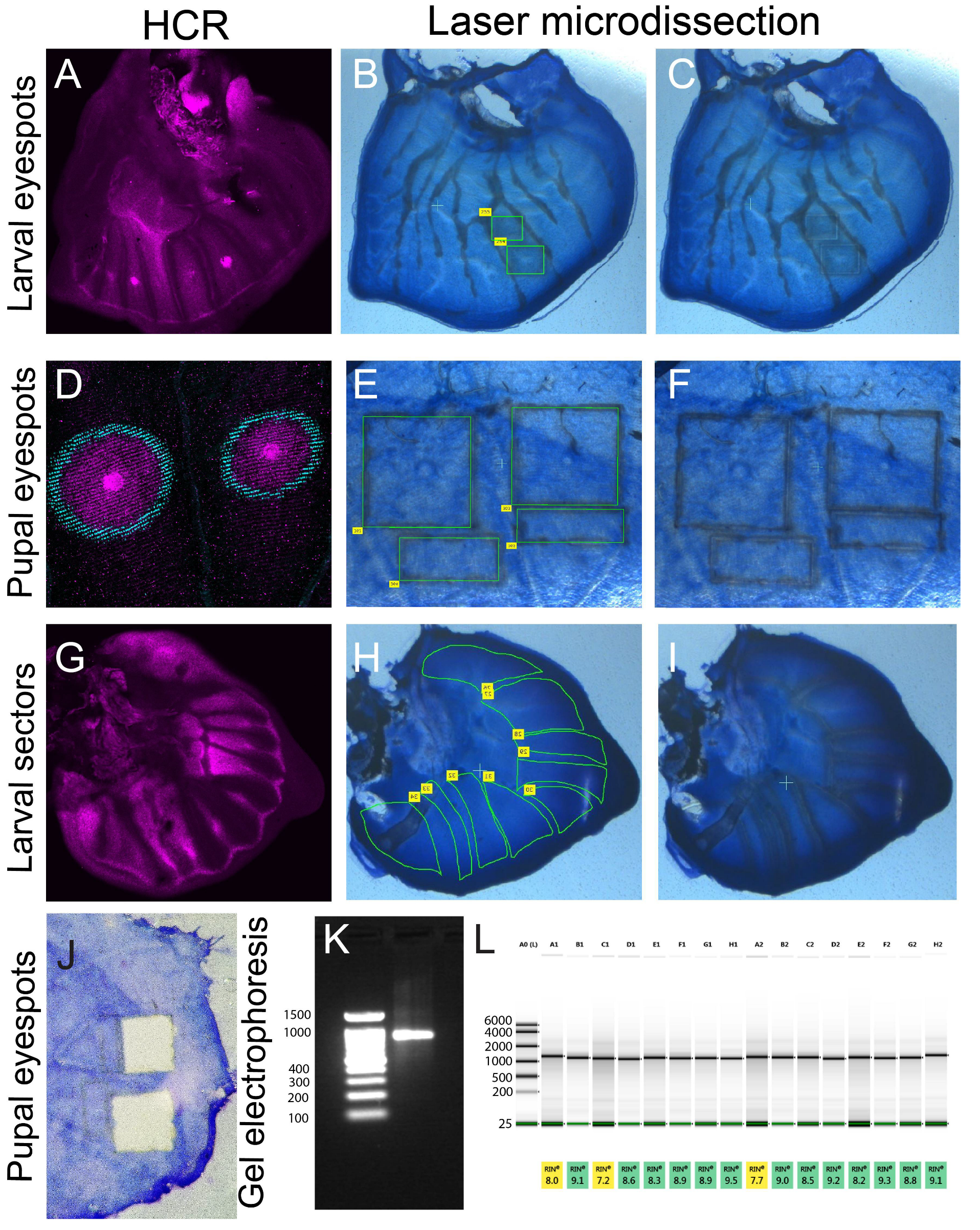 Mps 05 00067 g003 550
