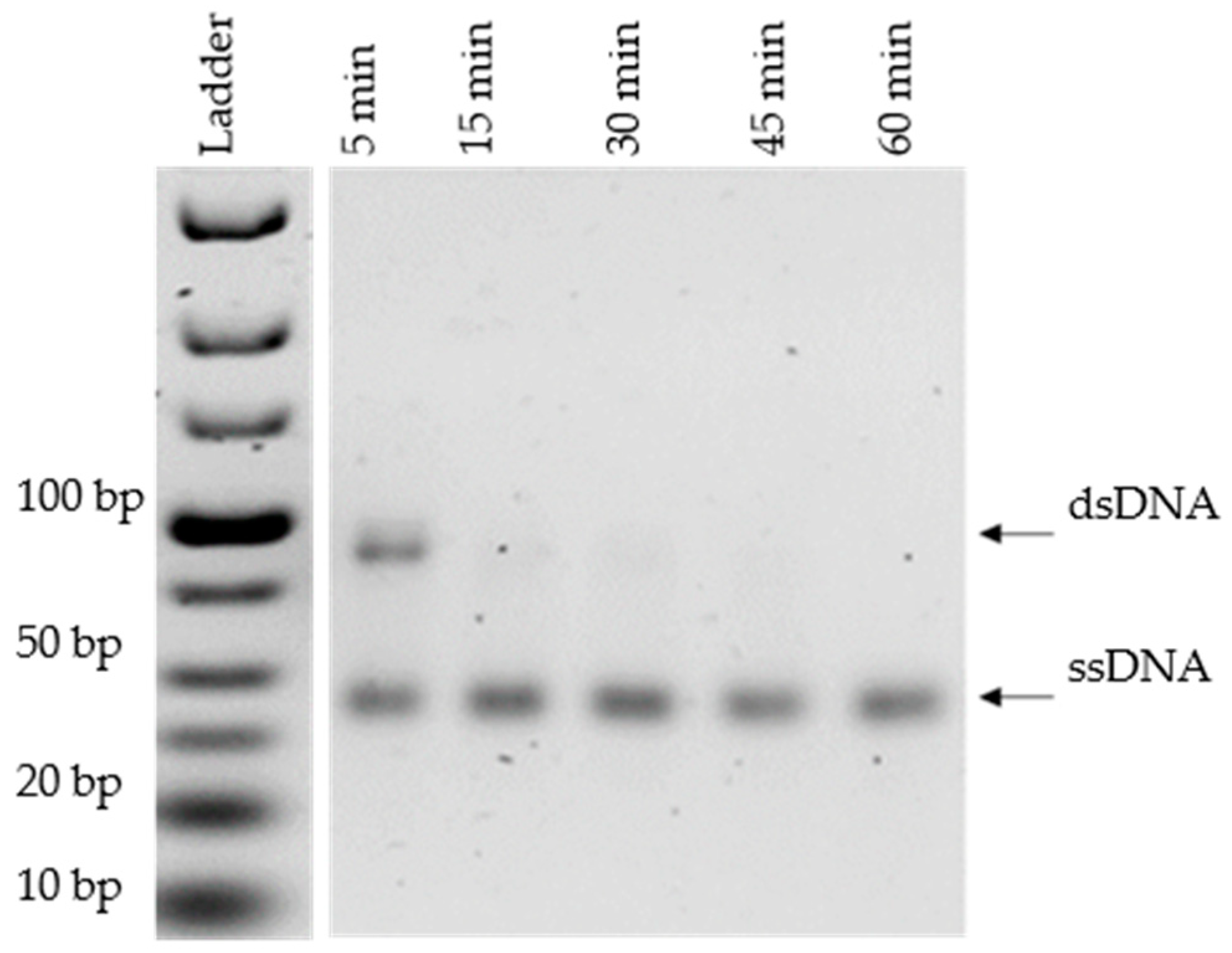 MPs Free FullText Optimized Lambda Exonuclease Digestion or