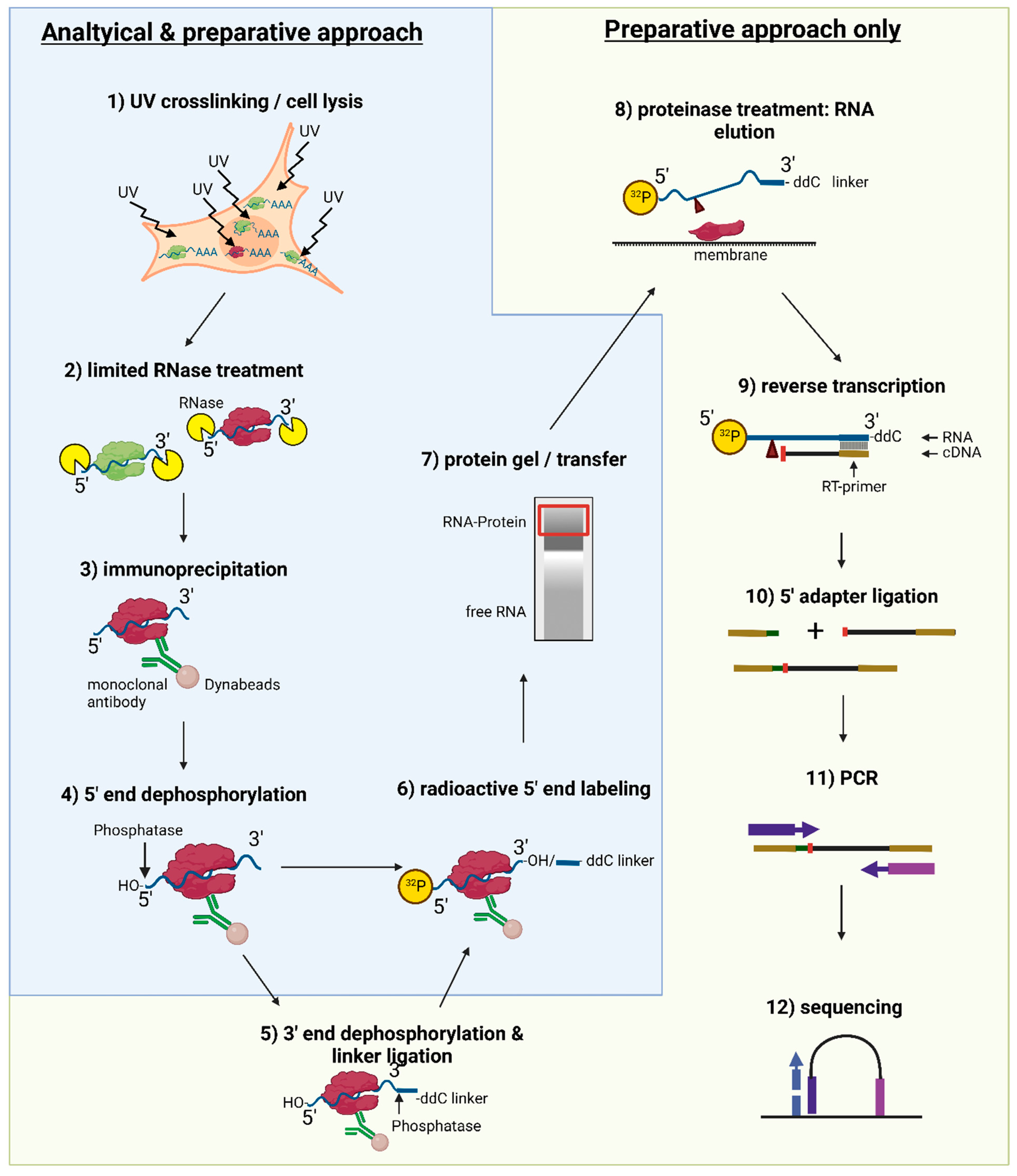 Mps 05 00096 g001 Mps 05 00096 g001