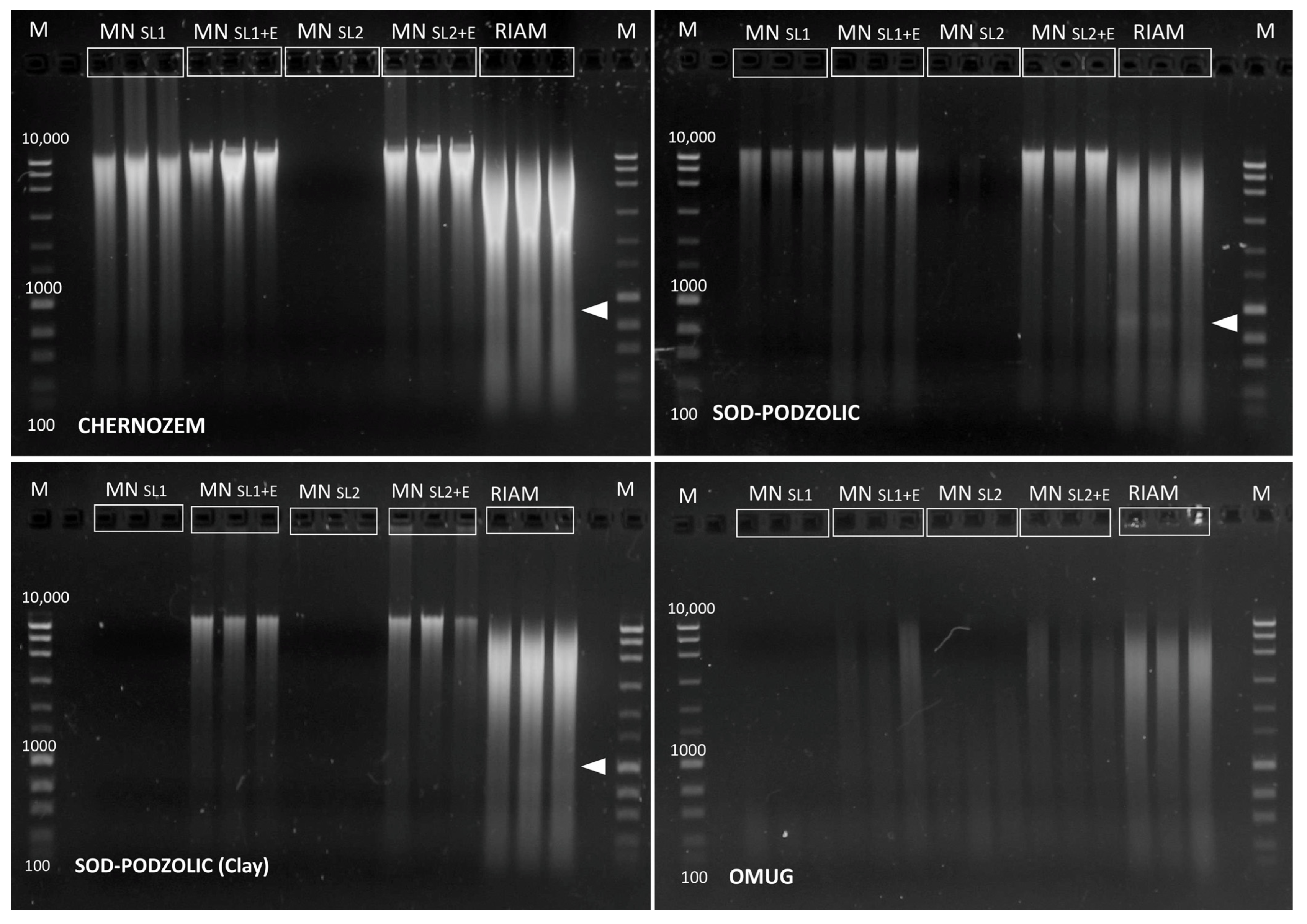 Mps 05 00099 g001 Mps 05 00099 g001