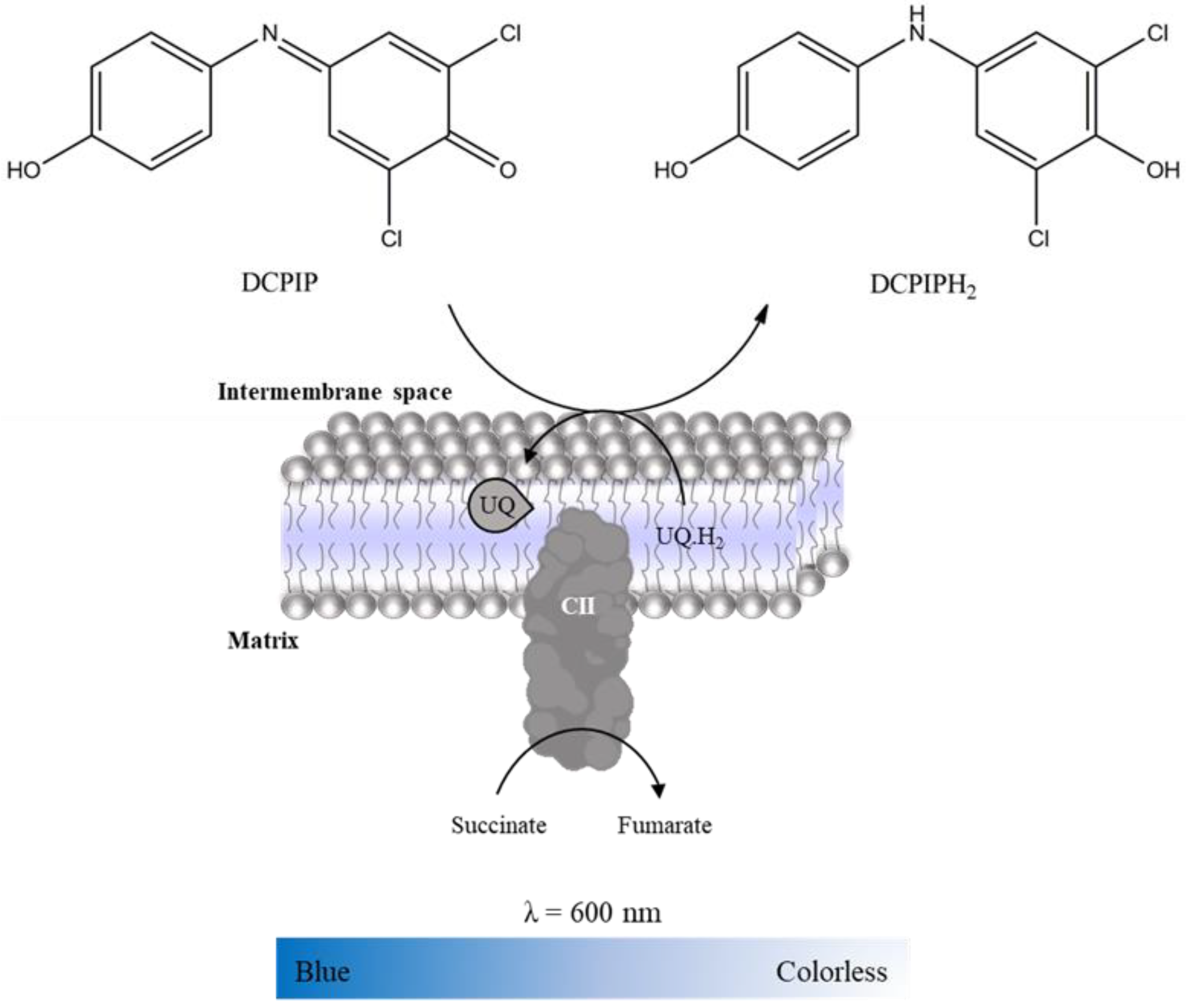 Mps 06 00032 g008 Mps 06 00032 g008