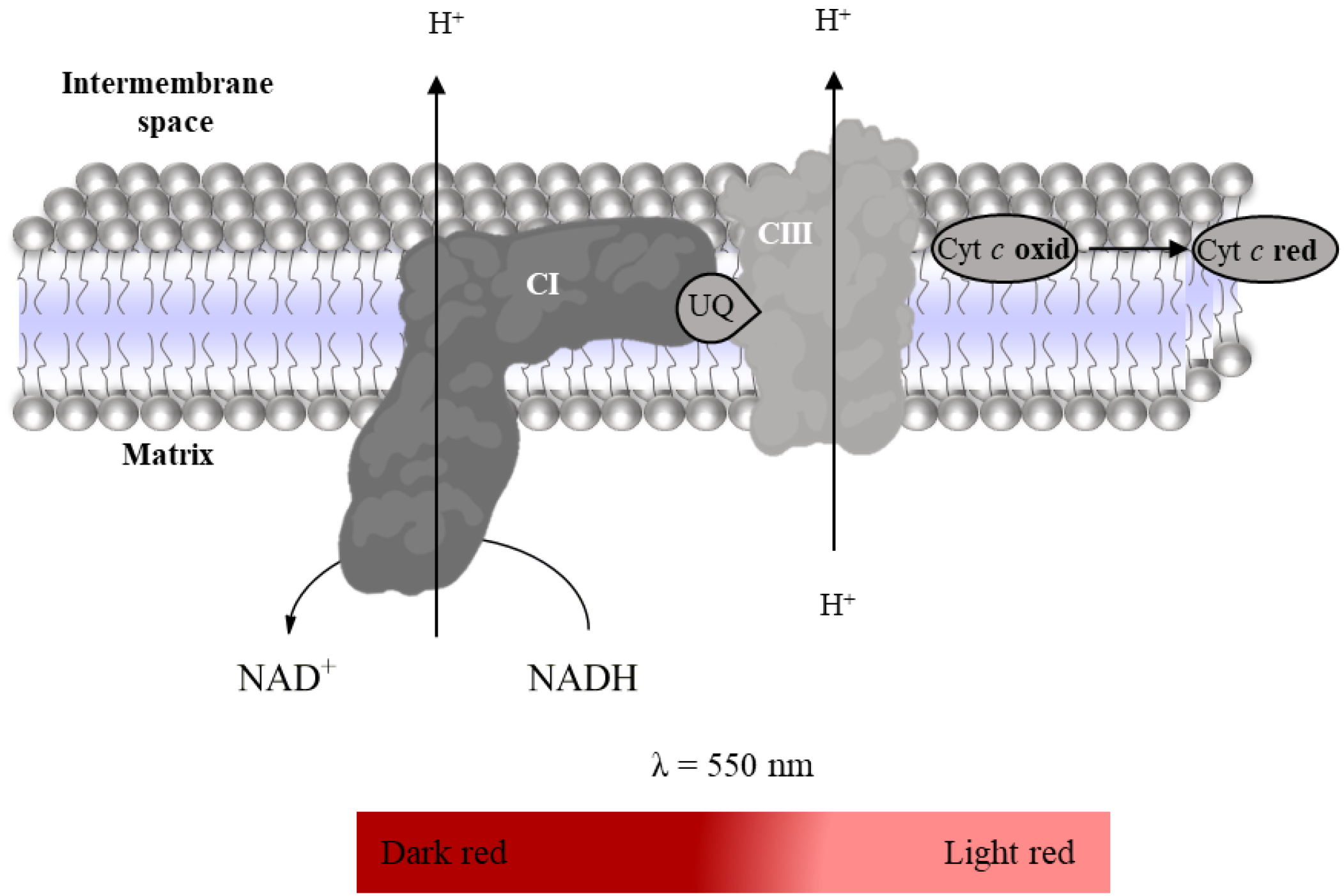 Mps 06 00032 g010 Mps 06 00032 g010