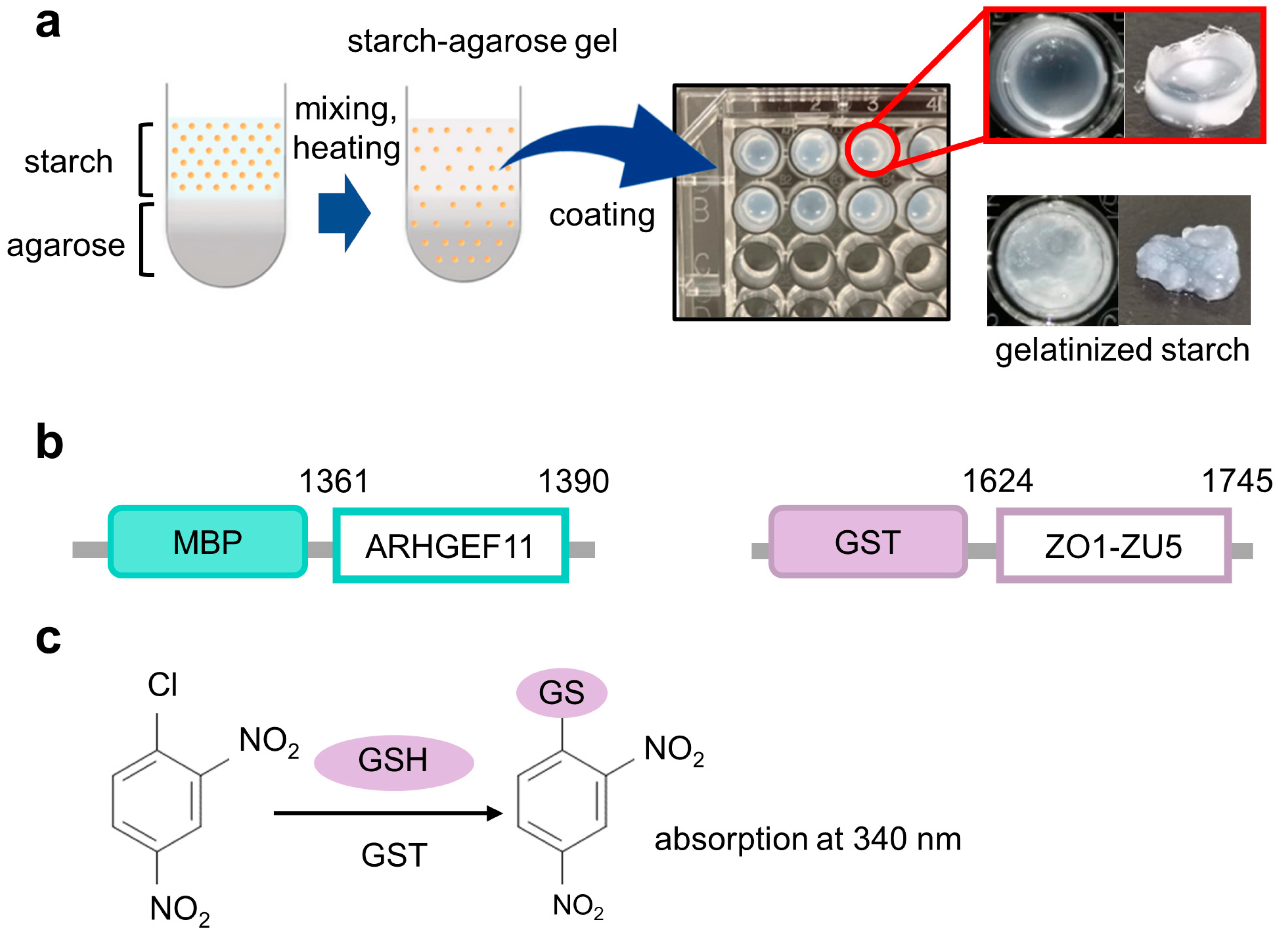 MPs Free FullText A CostEffective Immobilization Method for MBP