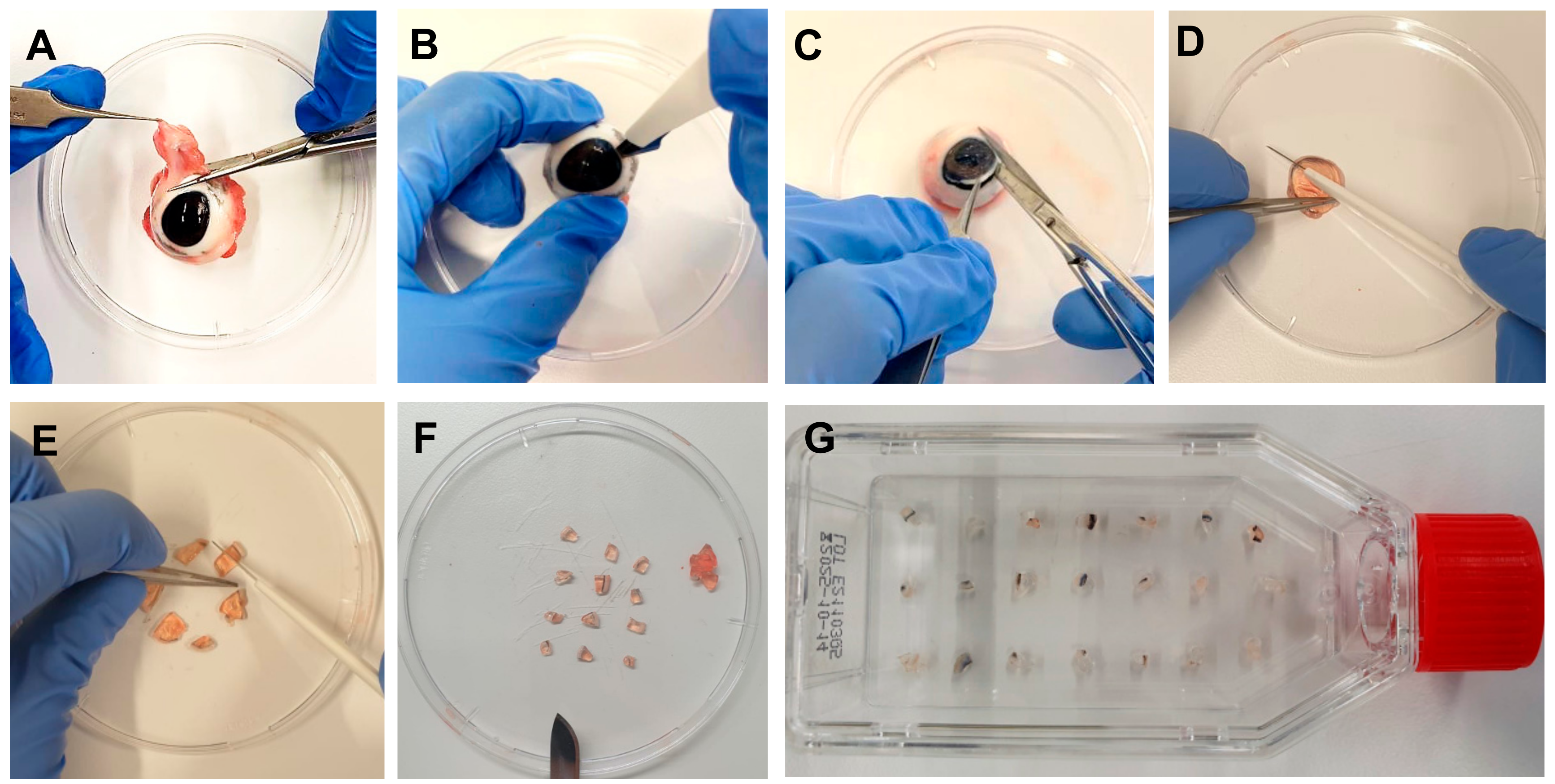 Mps 06 00050 g001 Mps 06 00050 g001