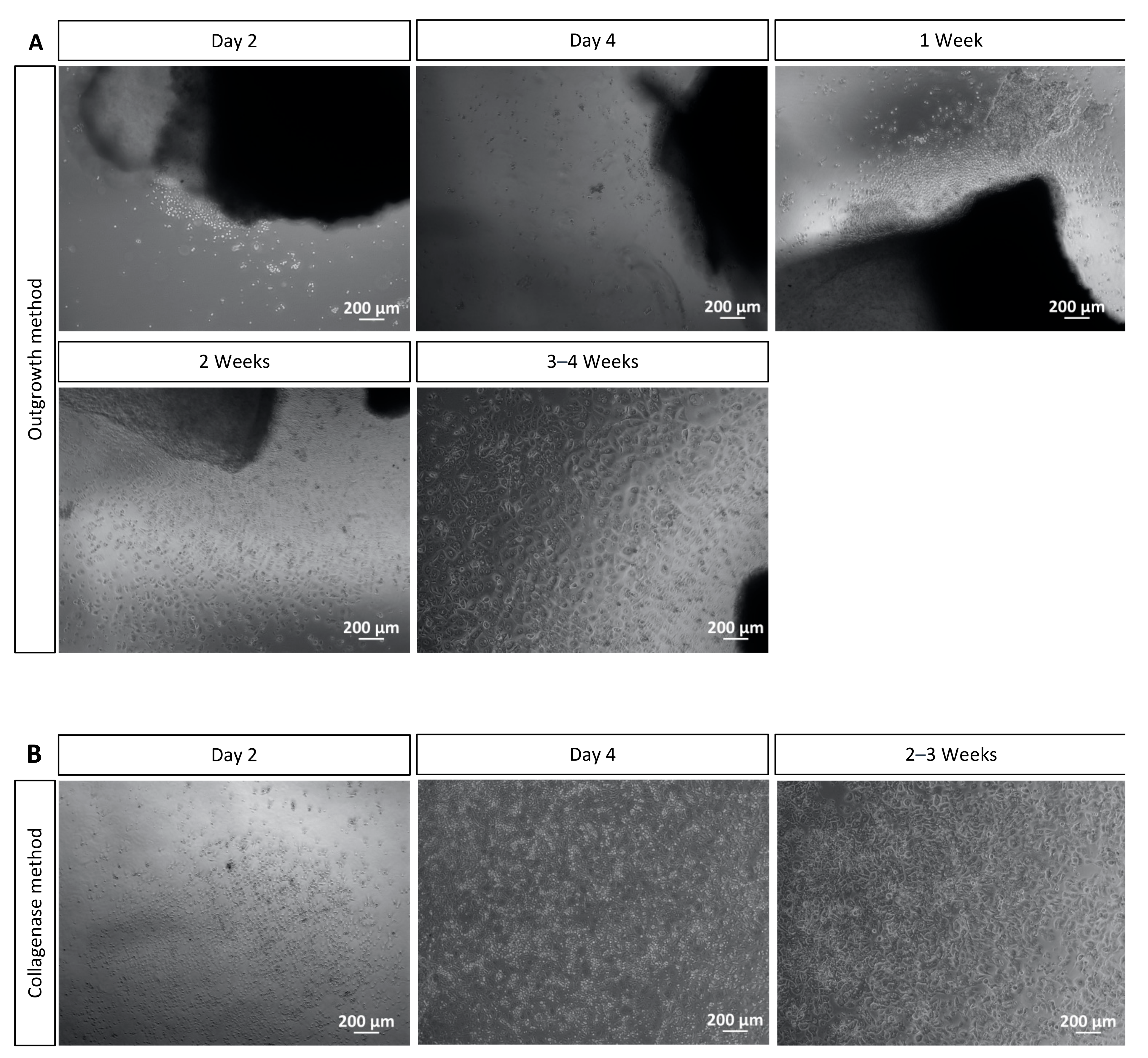 Mps 06 00050 g003 Mps 06 00050 g003