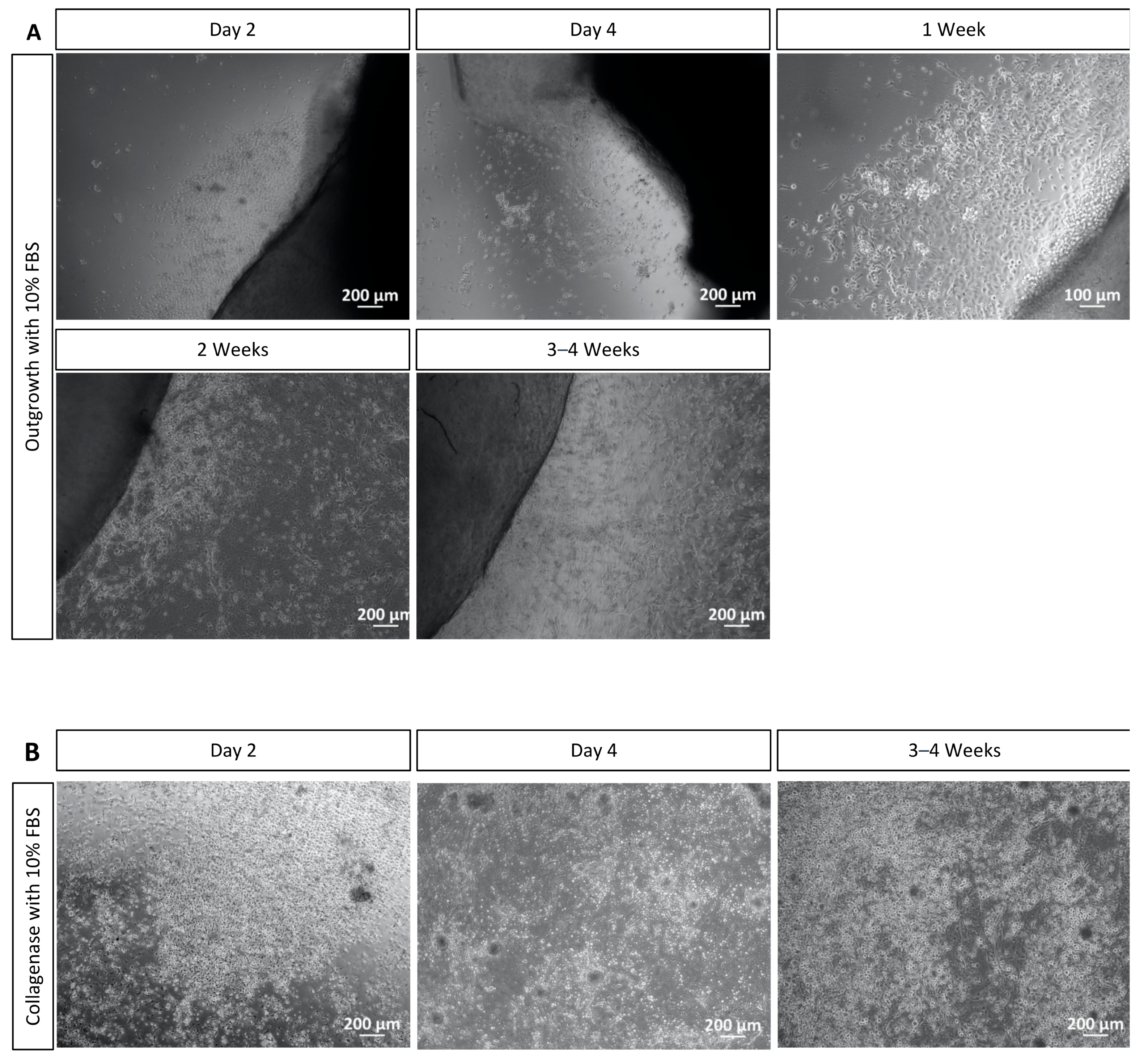 Mps 06 00050 g005 Mps 06 00050 g005