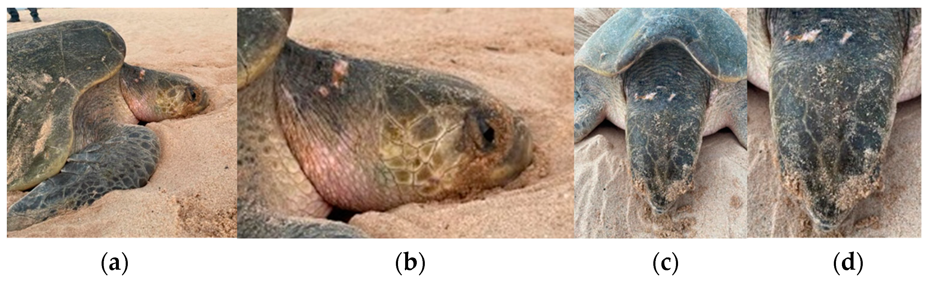 Mps 07 00002 g008 Mps 07 00002 g008