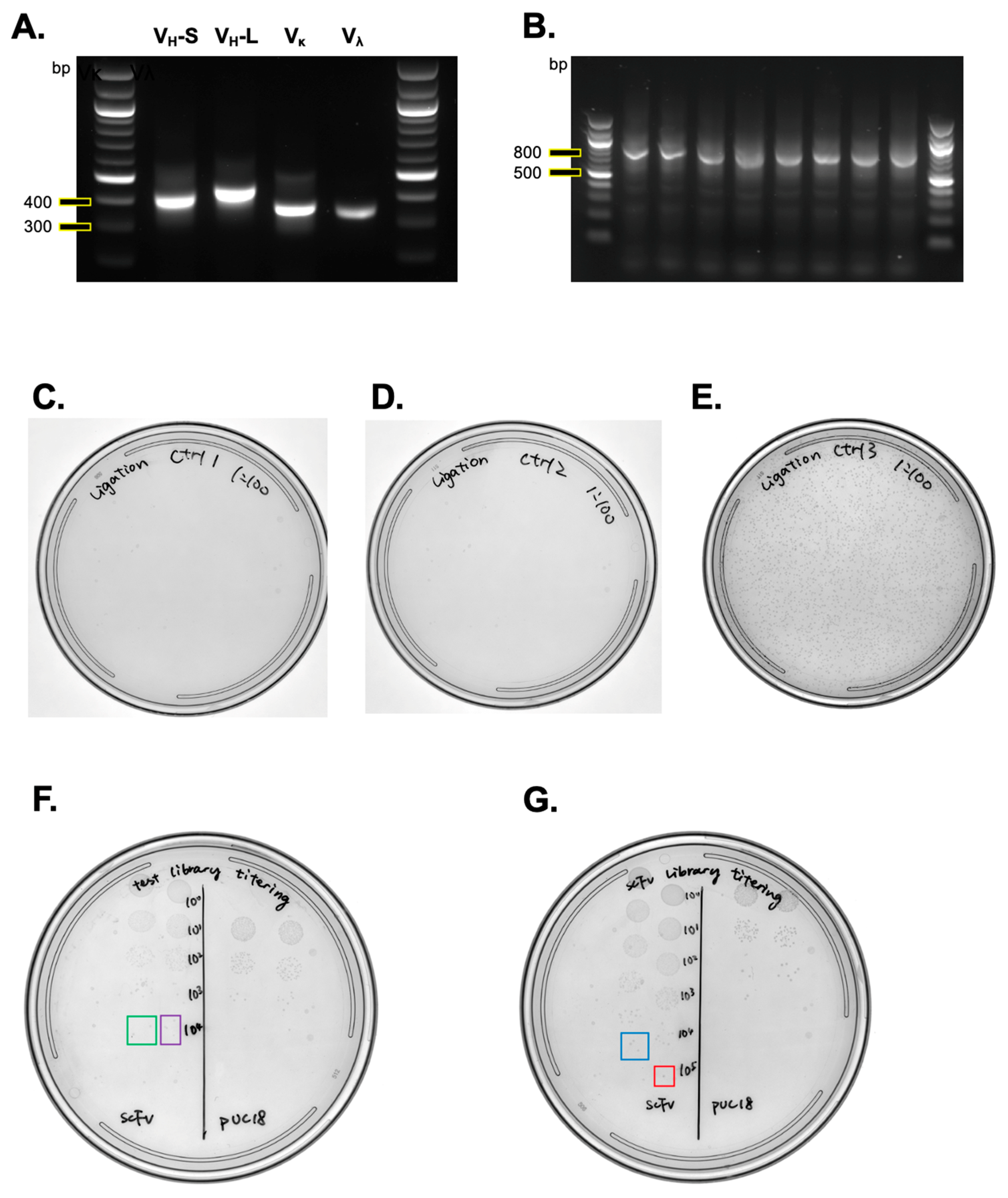 Mps 07 00013 g003 Mps 07 00013 g003