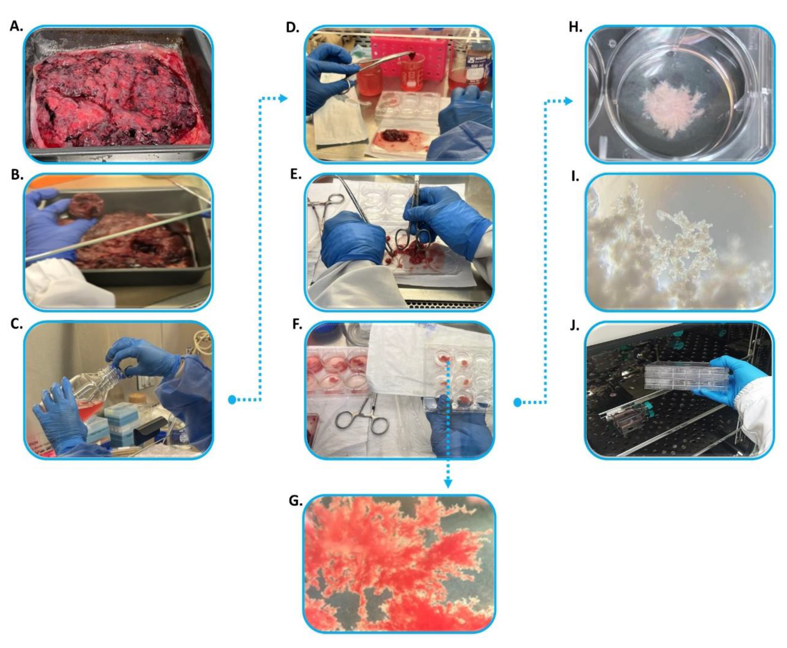 Mps 07 00016 g002 Mps 07 00016 g002