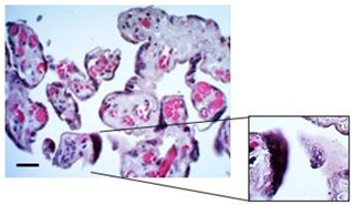 Mps 07 00016 i002 Mps 07 00016 i002