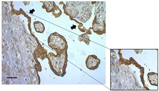 Mps 07 00016 i005 Mps 07 00016 i005